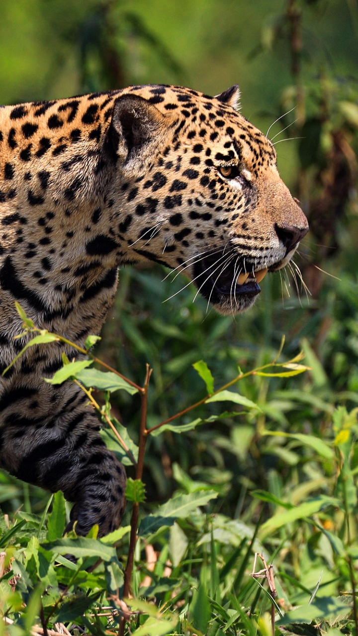 Descarga gratuita de fondo de pantalla para móvil de Leopardo, Gatos, Animales.