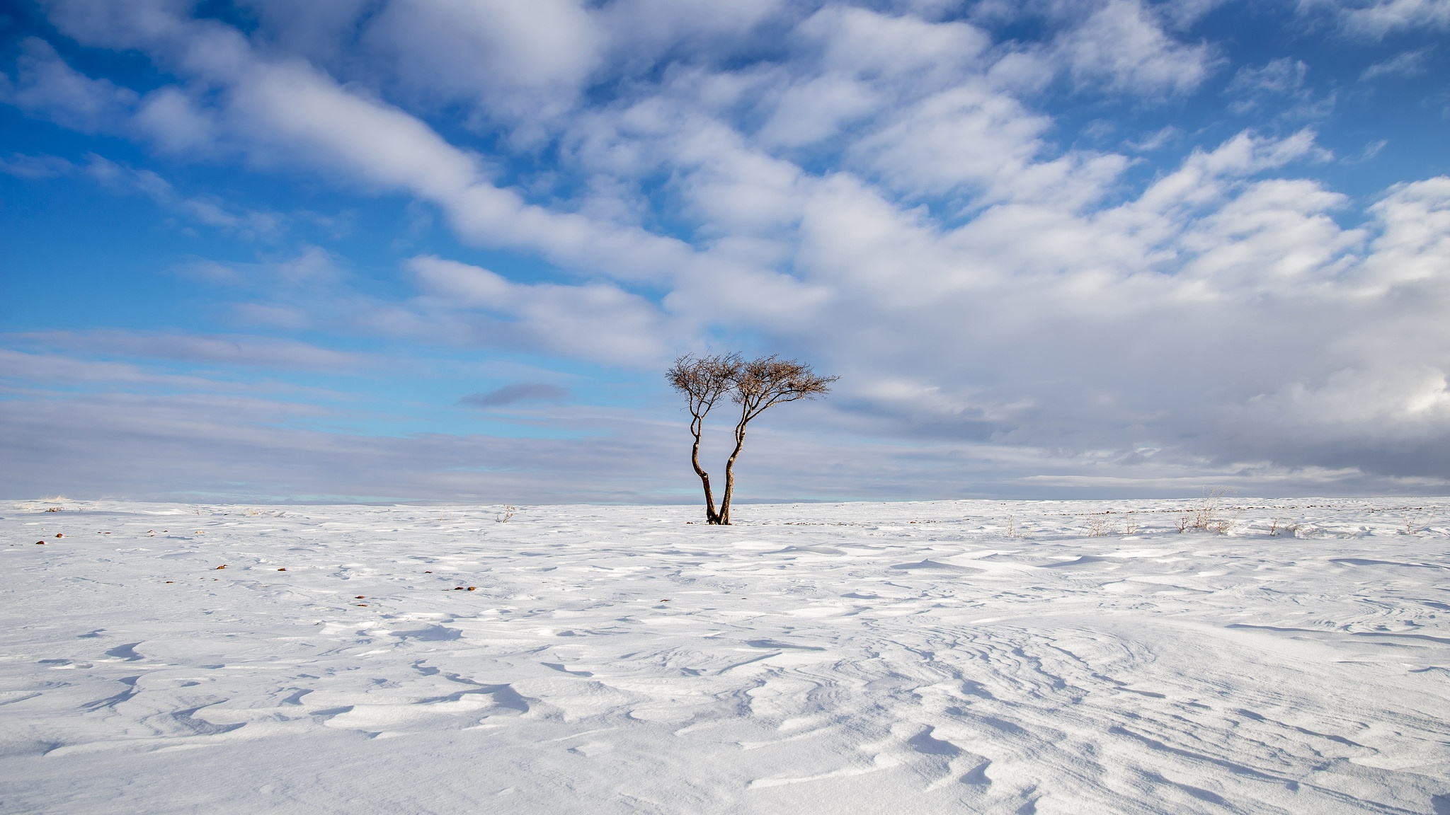 Free download wallpaper Winter, Nature, Trees, Snow, Horizon, Tree, Earth, Cloud, Lonely Tree on your PC desktop