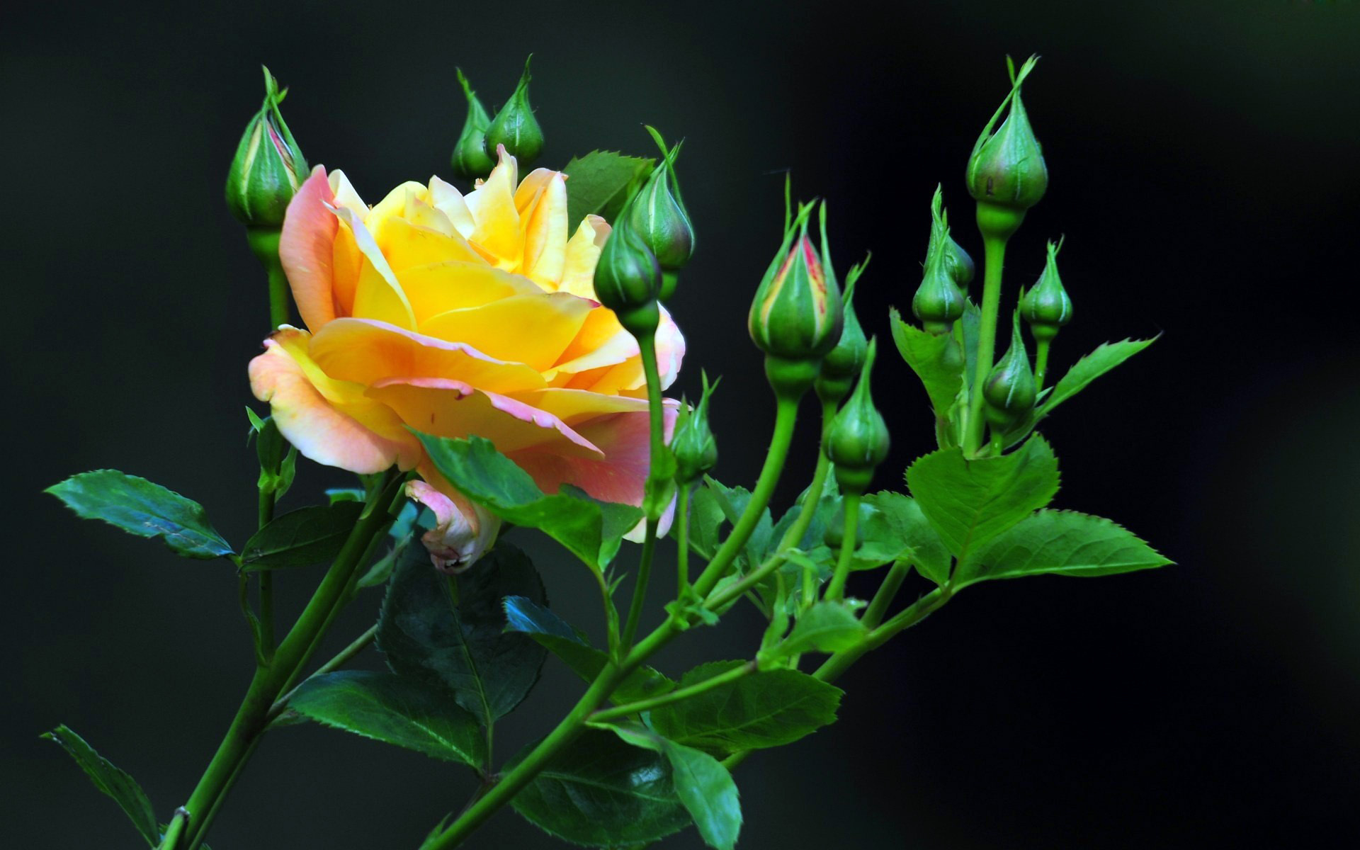 266486 descargar imagen tierra/naturaleza, rosa, brote, flor, flores: fondos de pantalla y protectores de pantalla gratis