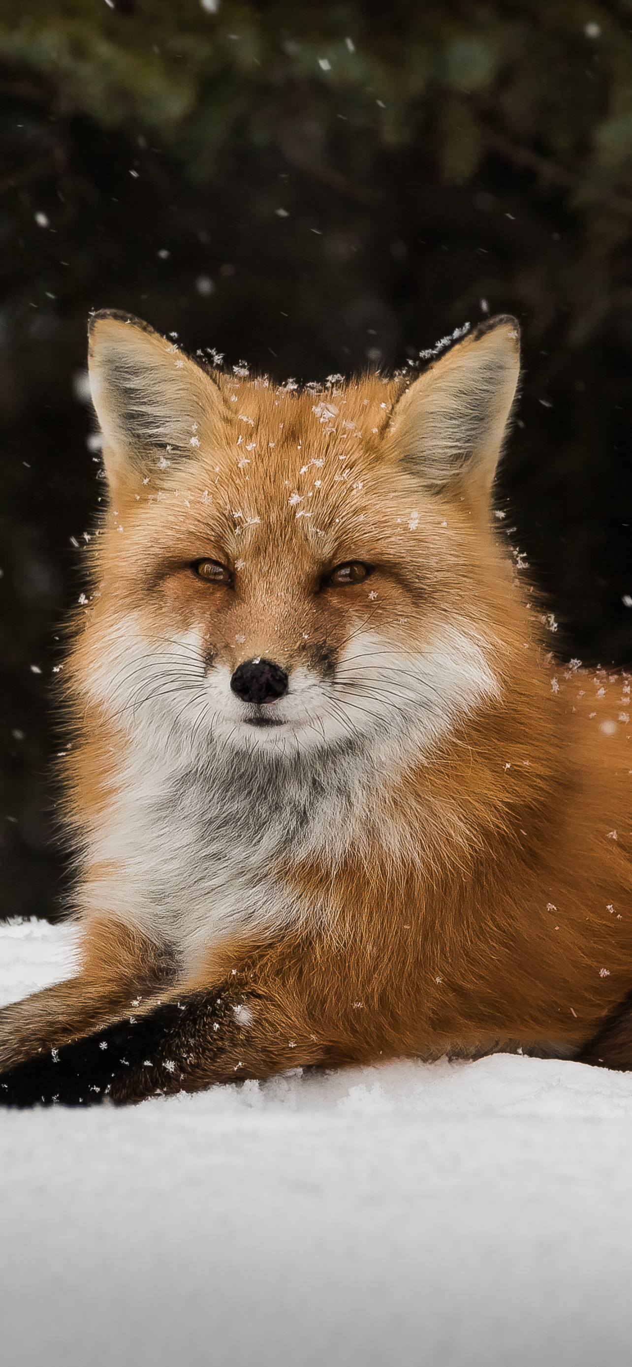 Download mobile wallpaper Winter, Snow, Fox, Animal for free.