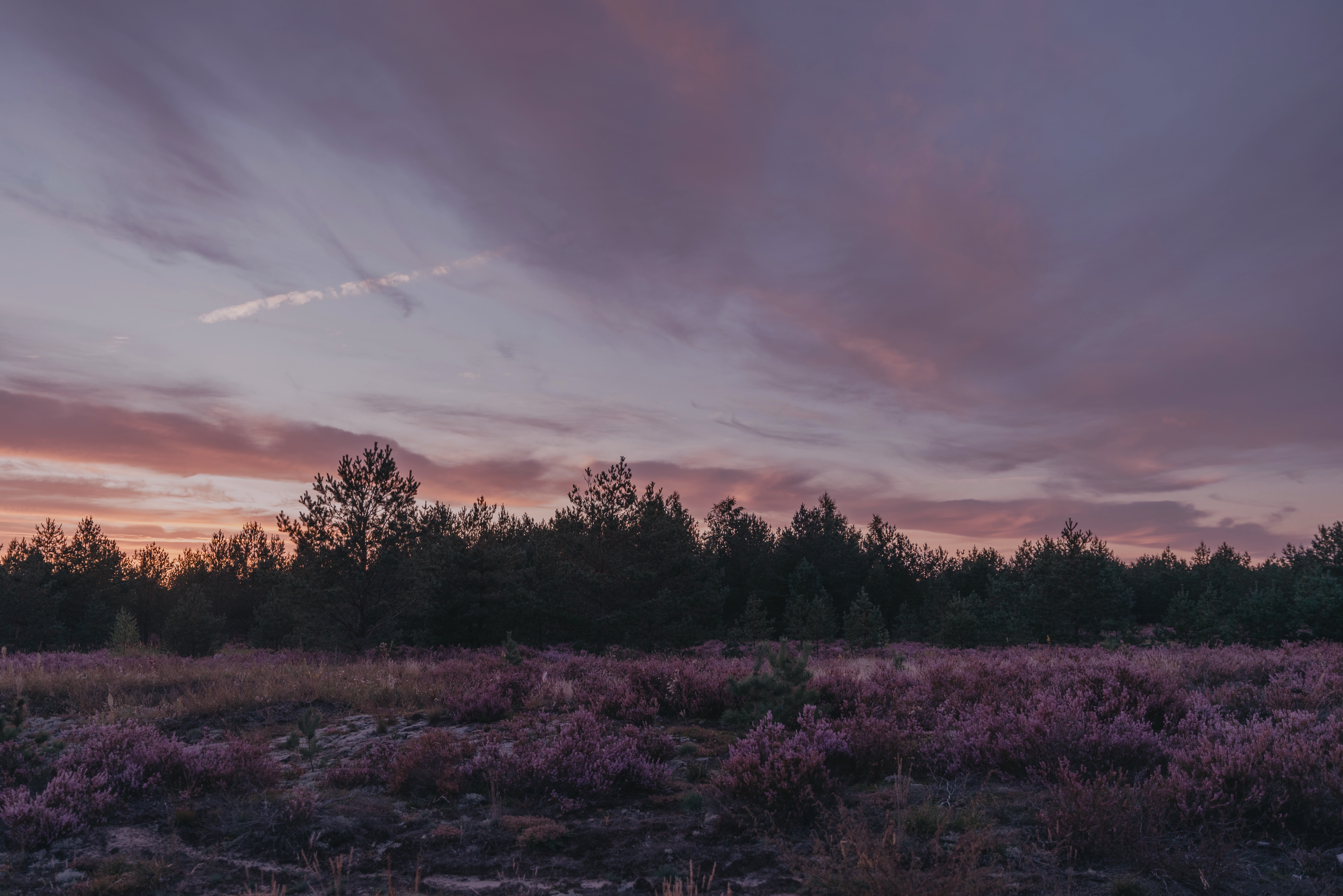 dusk, evening, landscape, nature, trees, twilight, bush Phone Background