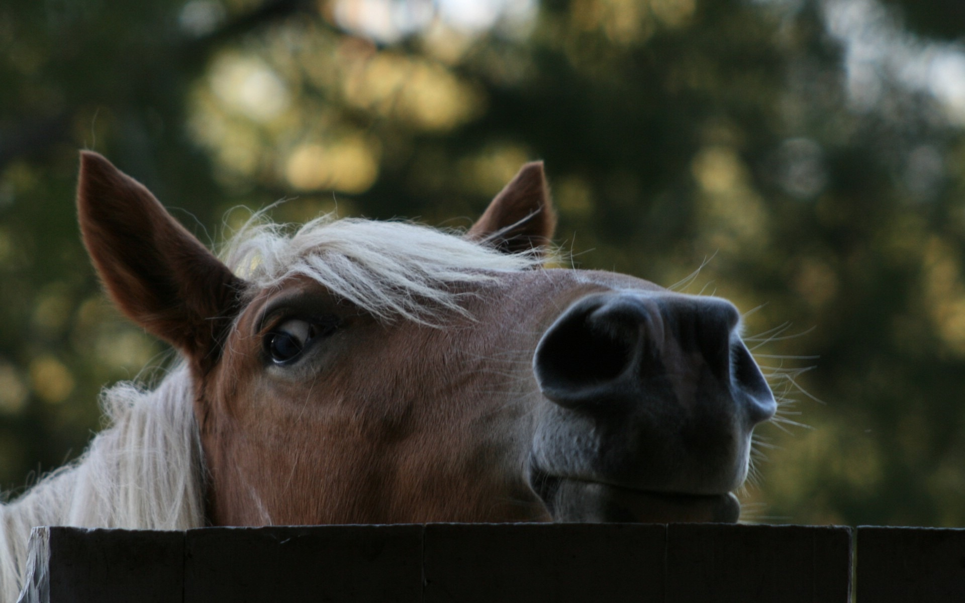 Handy-Wallpaper Tiere, Hauspferd kostenlos herunterladen.