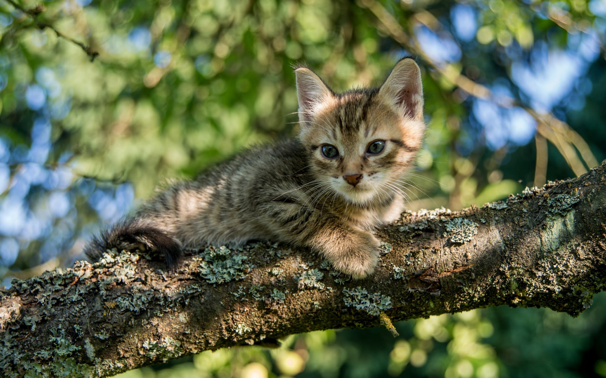 Laden Sie das Tiere, Katzen, Katze, Kätzchen-Bild kostenlos auf Ihren PC-Desktop herunter