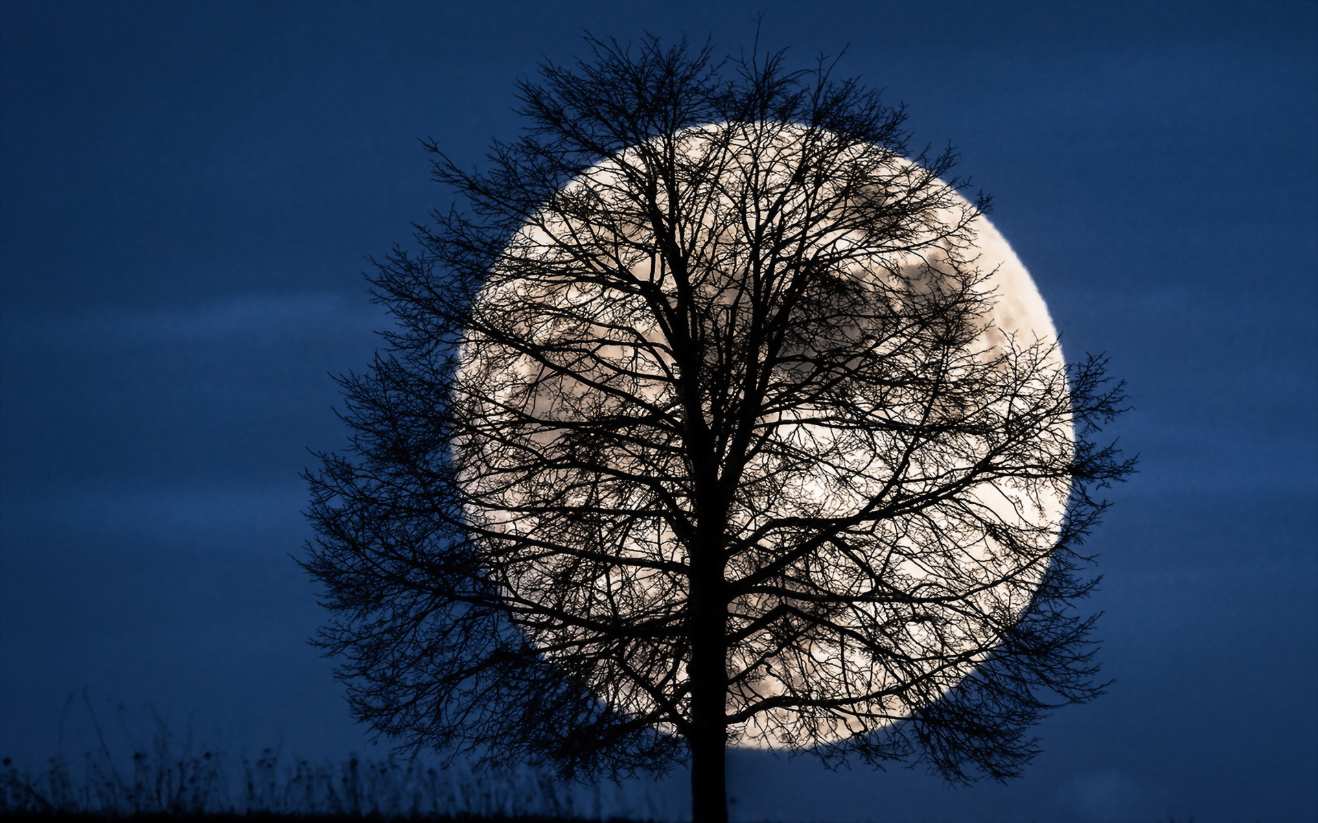 Download mobile wallpaper Nature, Night, Moon, Silhouette, Tree, Earth for free.