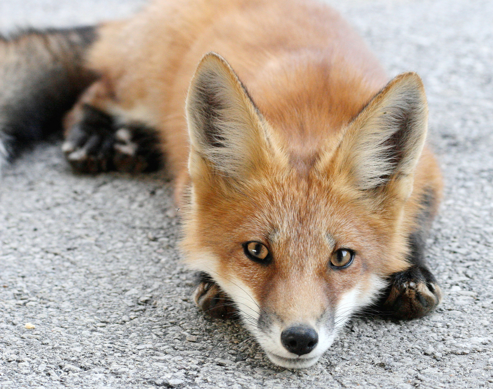Download mobile wallpaper Fox, Muzzle, Animal for free.