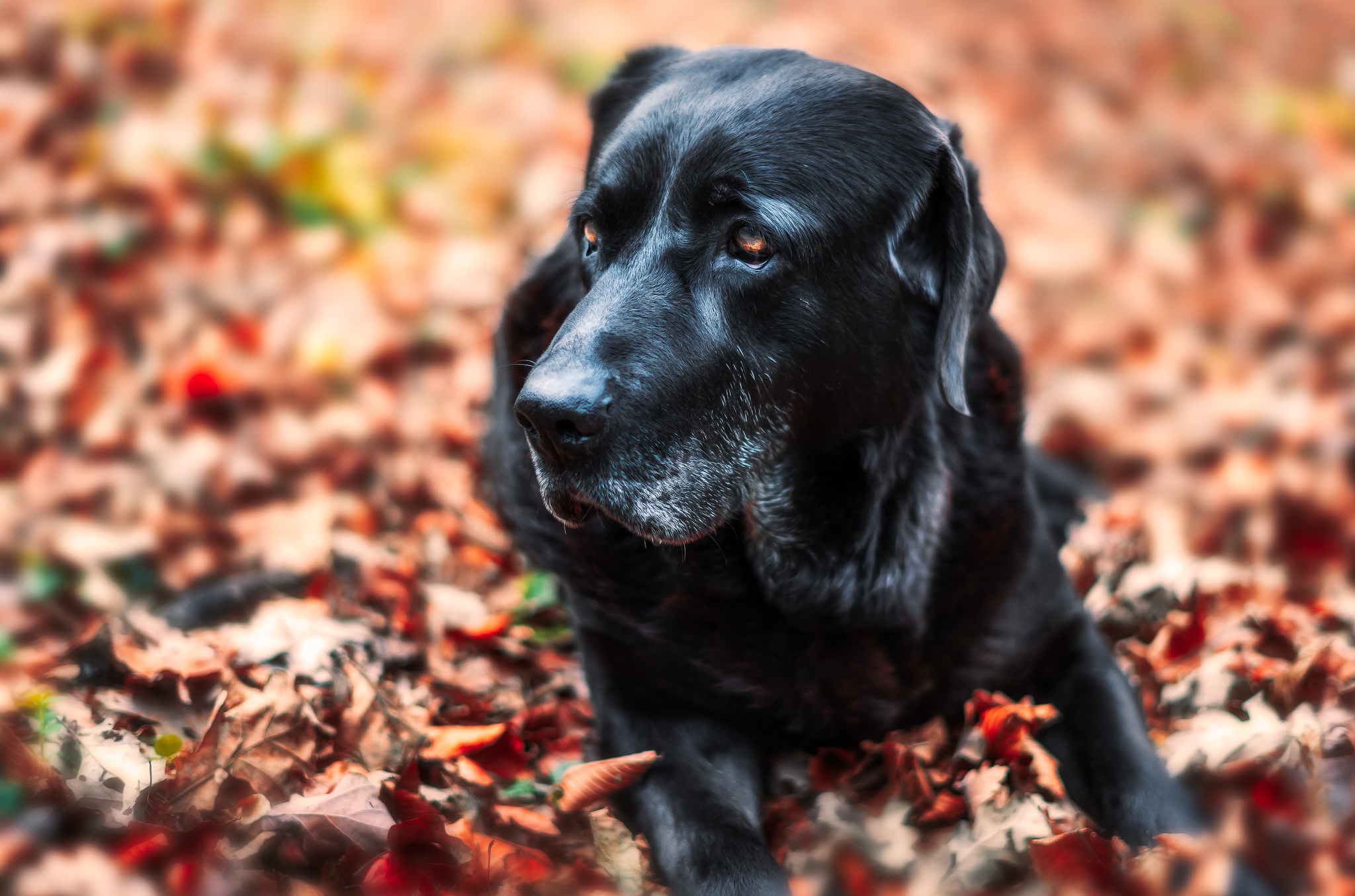 Download mobile wallpaper Dogs, Dog, Muzzle, Blur, Leaf, Fall, Animal, Labrador for free.