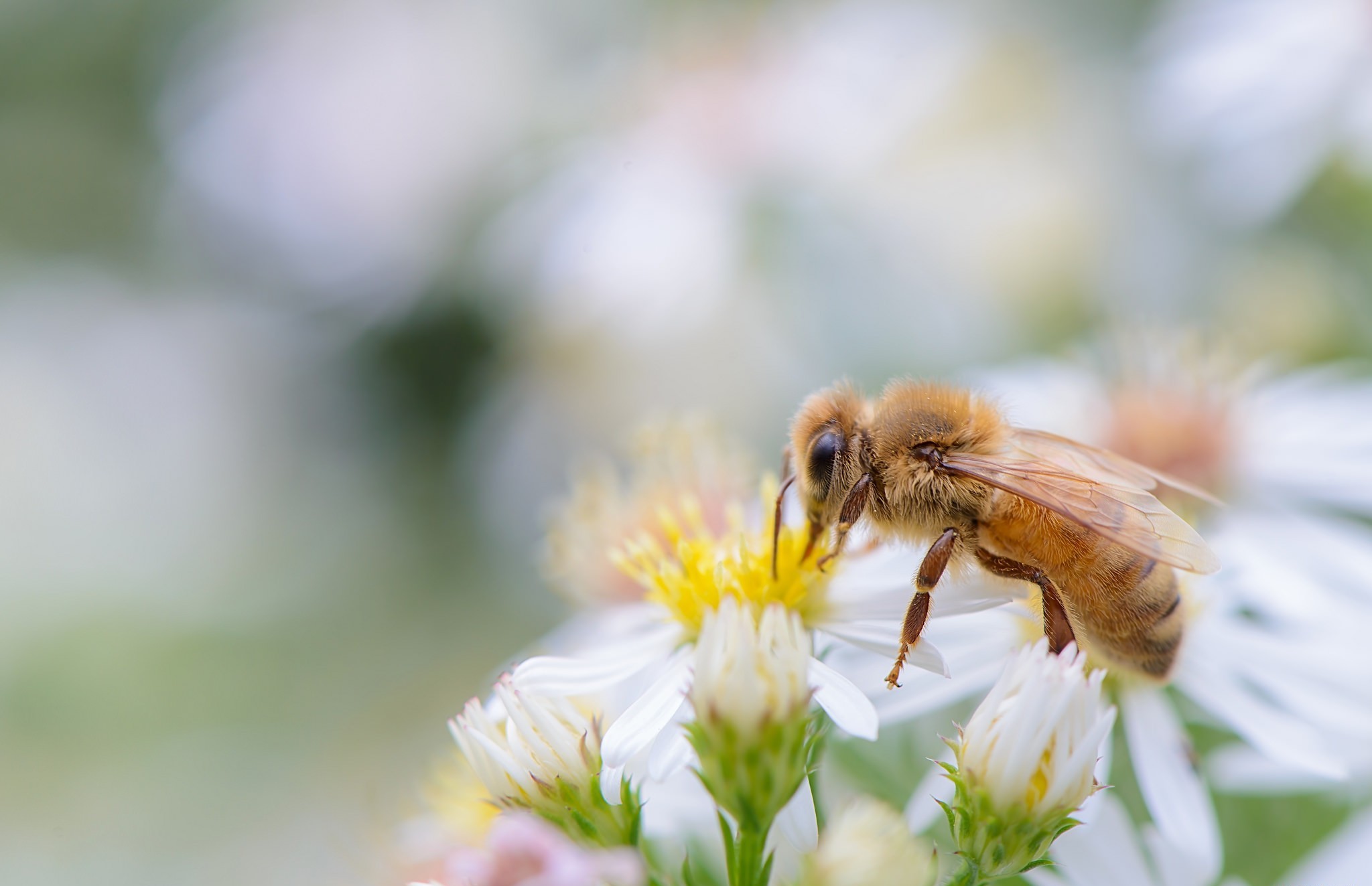 Handy-Wallpaper Biene, Gänseblümchen, Insekten, Makro, Tiere kostenlos herunterladen.