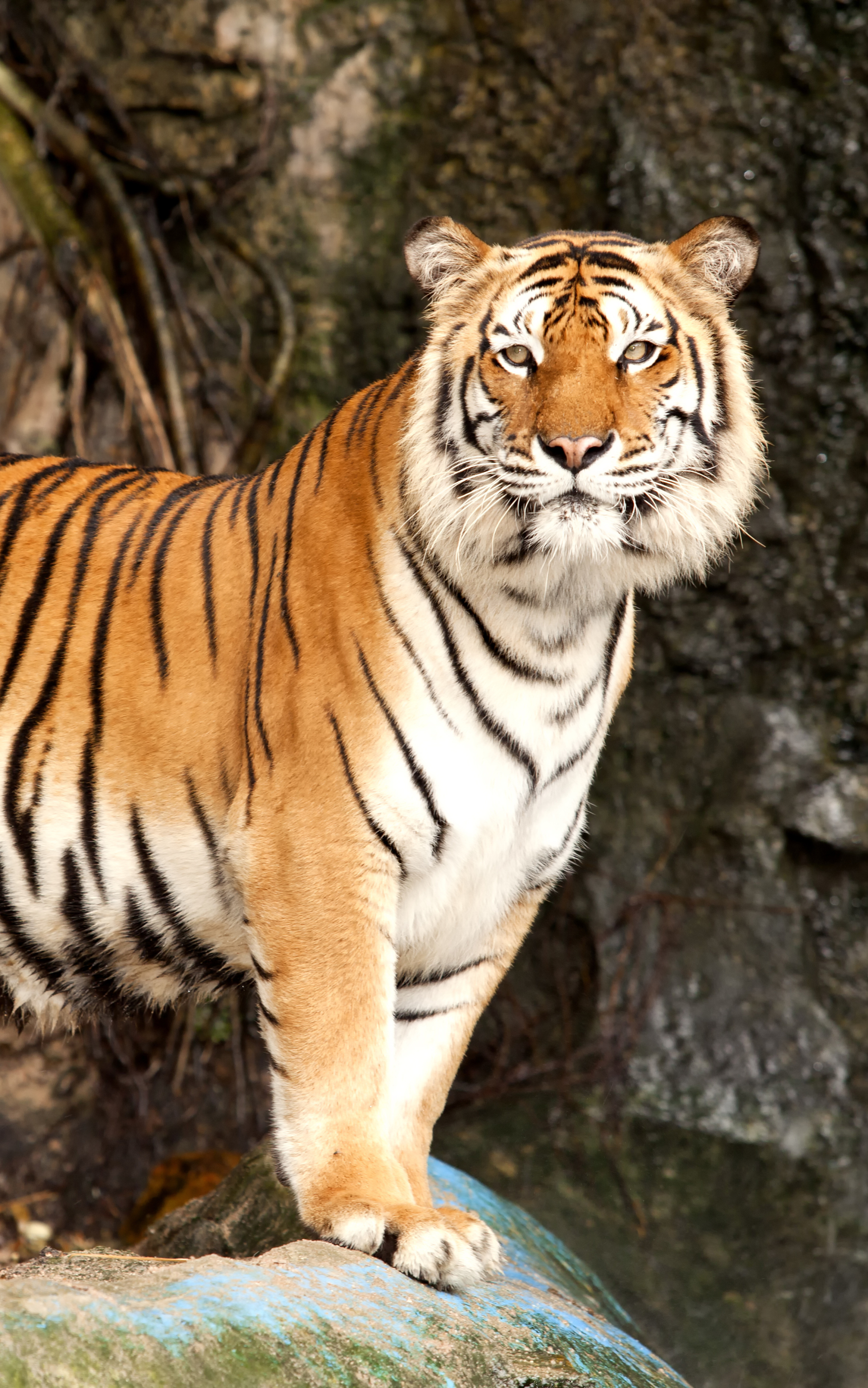 Baixar papel de parede para celular de Animais, Gatos, Tigre gratuito.