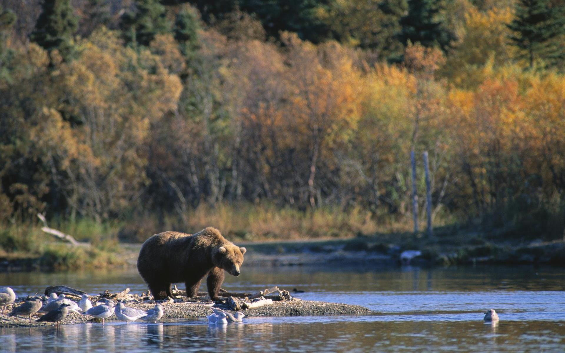 Laden Sie das Tiere, Bär-Bild kostenlos auf Ihren PC-Desktop herunter