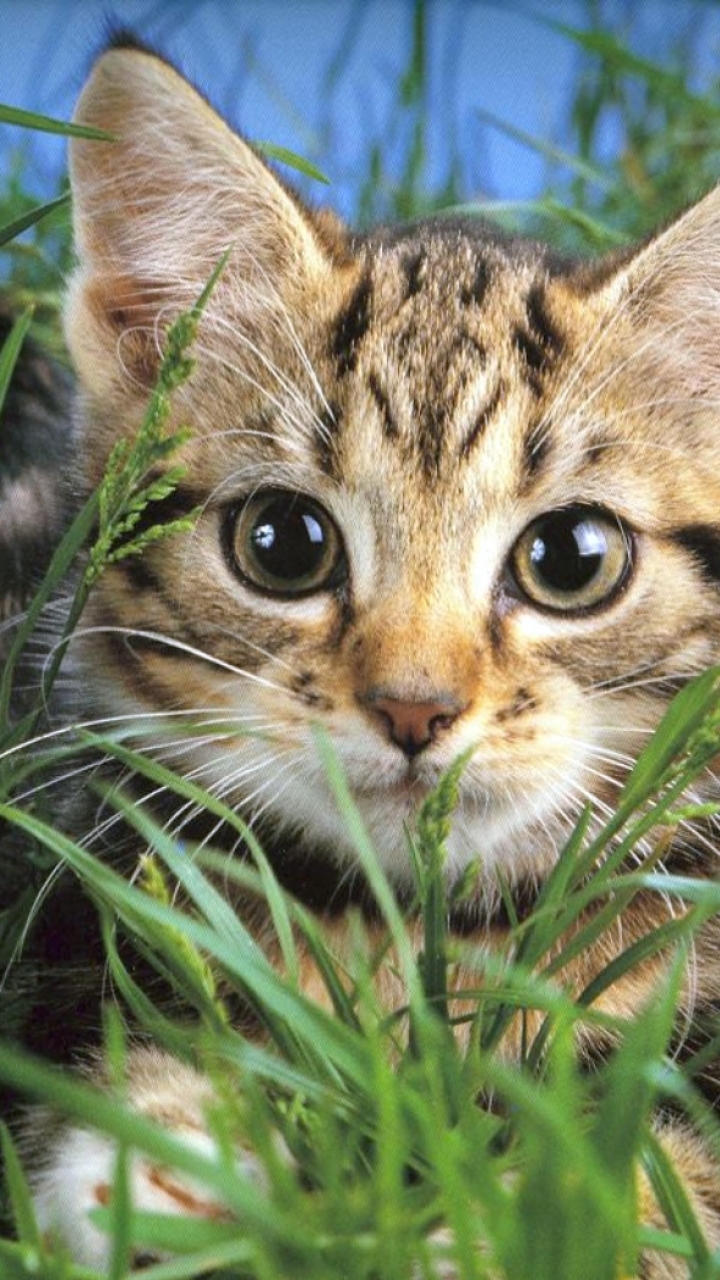 無料モバイル壁紙動物, ネコ, 猫, 可愛いをダウンロードします。