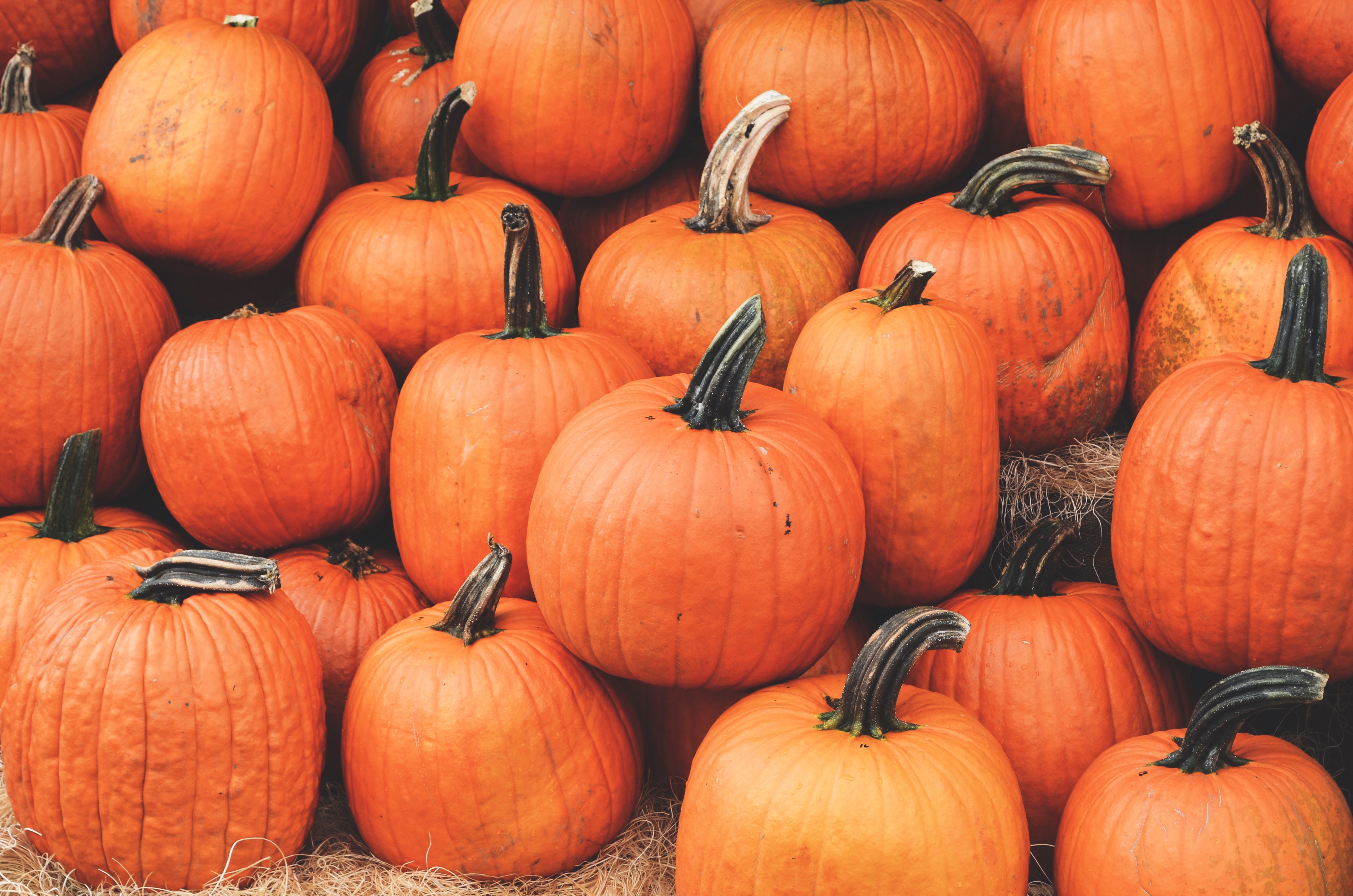 81509画像をダウンロード食品, 秋, カボチャ, かぼちゃ, 熟した, 収穫, 10月, 10 月-壁紙とスクリーンセーバーを無料で