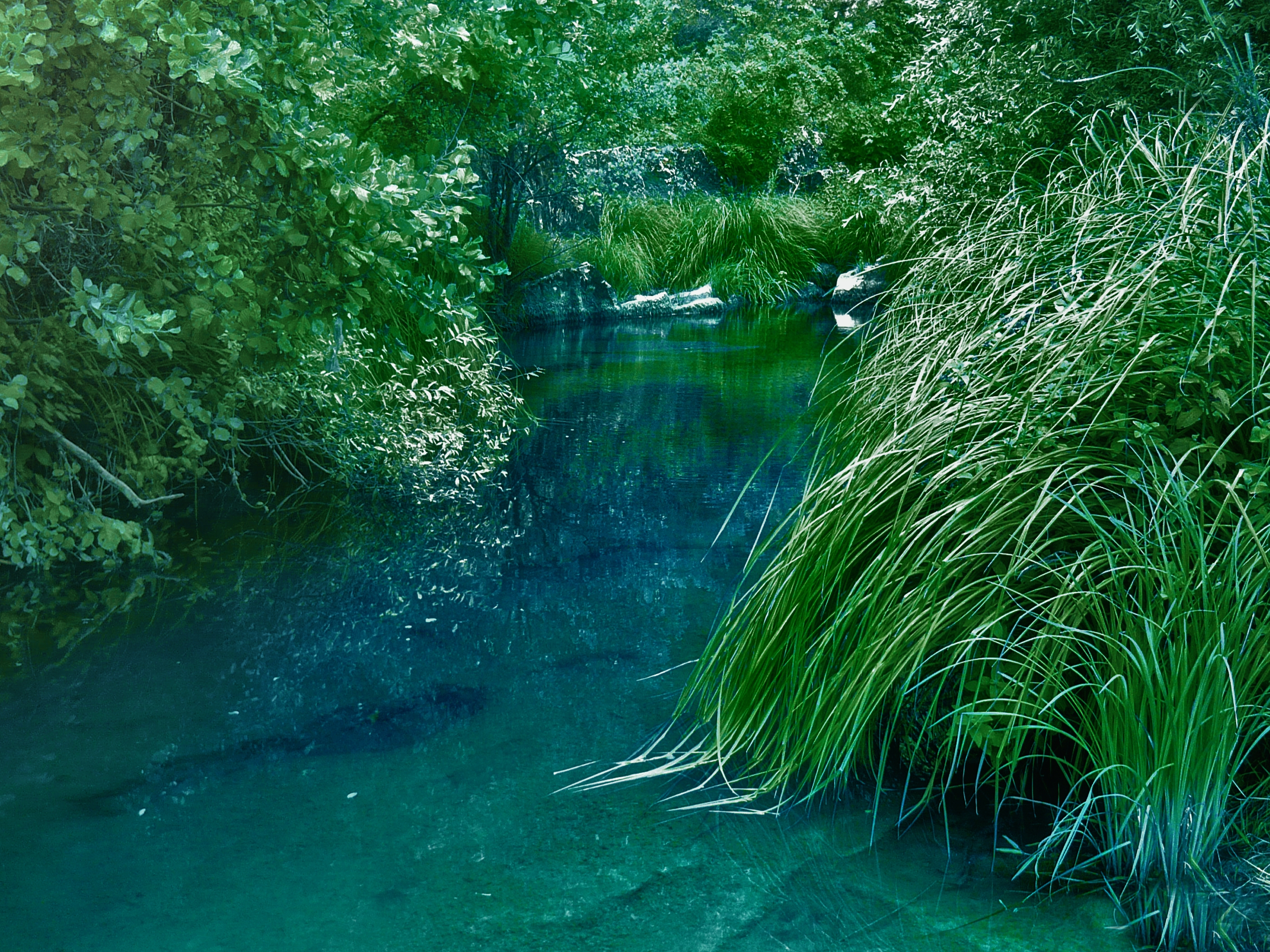 Download mobile wallpaper Rivers, Grass, Bush, Nature for free.