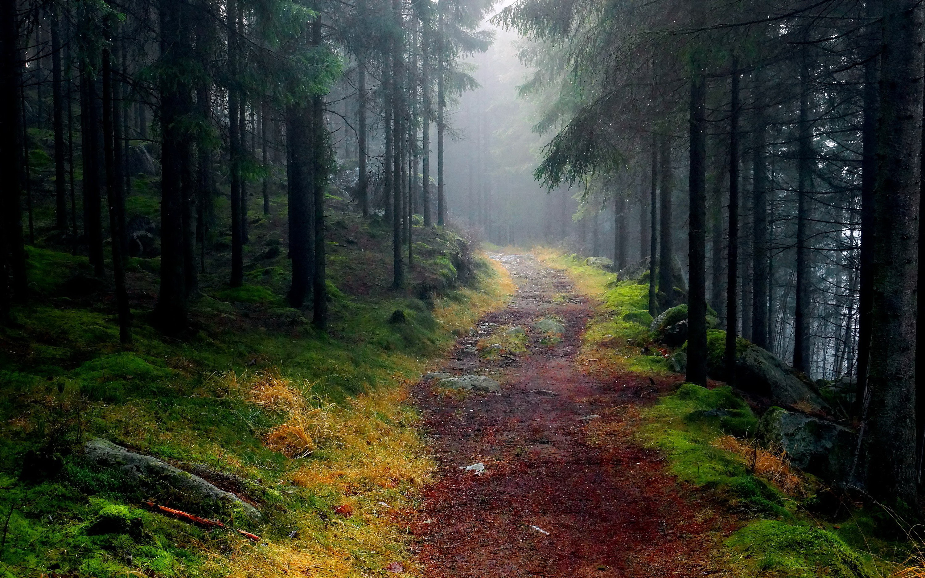 Téléchargez gratuitement l'image Forêt, Arbre, Chemin, Terre/nature sur le bureau de votre PC
