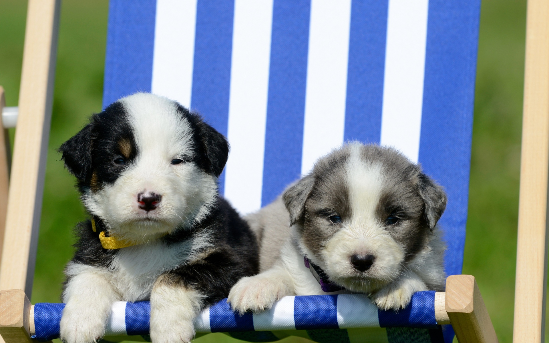 Baixar papel de parede para celular de Animais, Cão, Filhote gratuito.