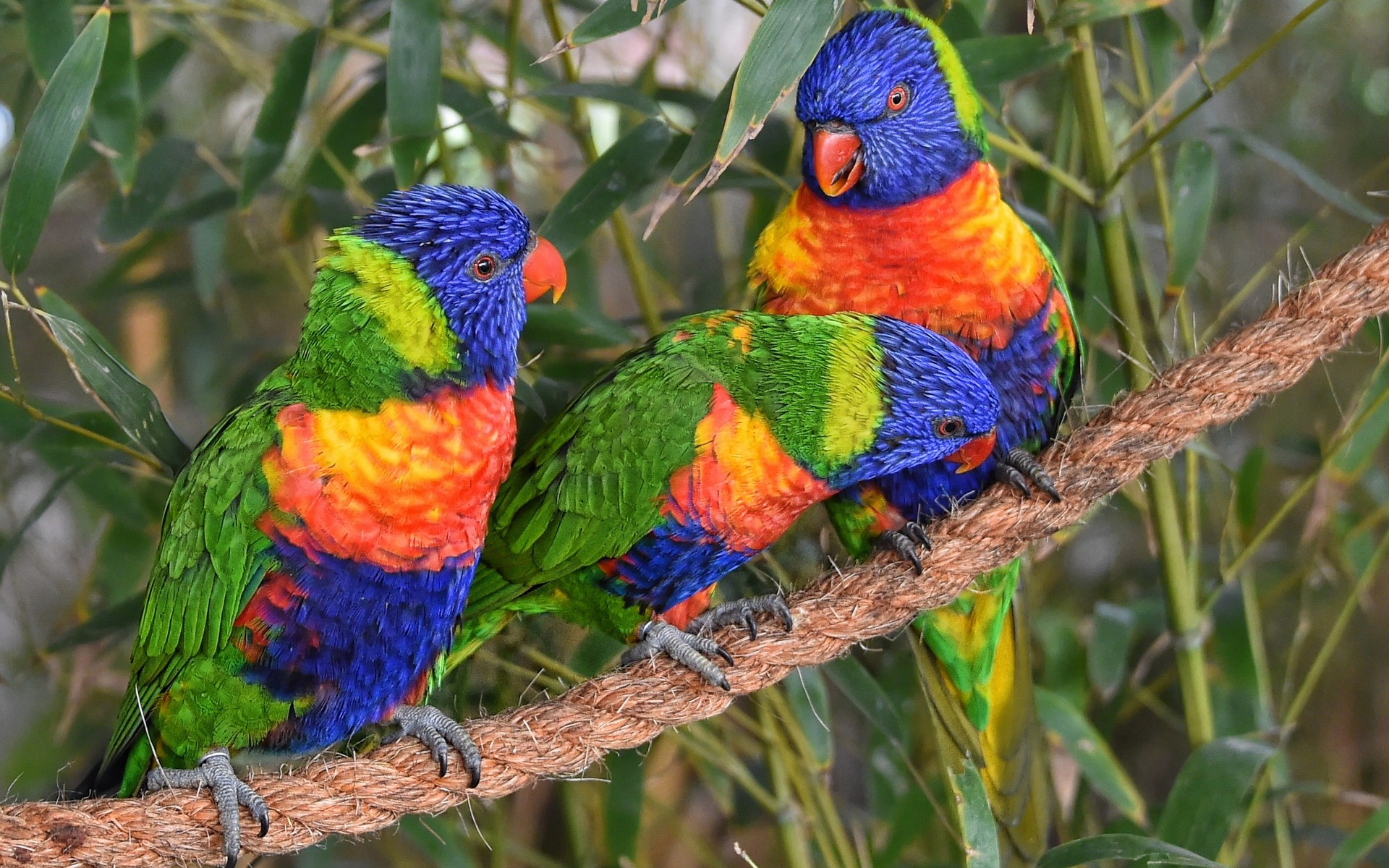 Free download wallpaper Birds, Bird, Colors, Animal, Colorful, Parrot, Rainbow Lorikeet on your PC desktop