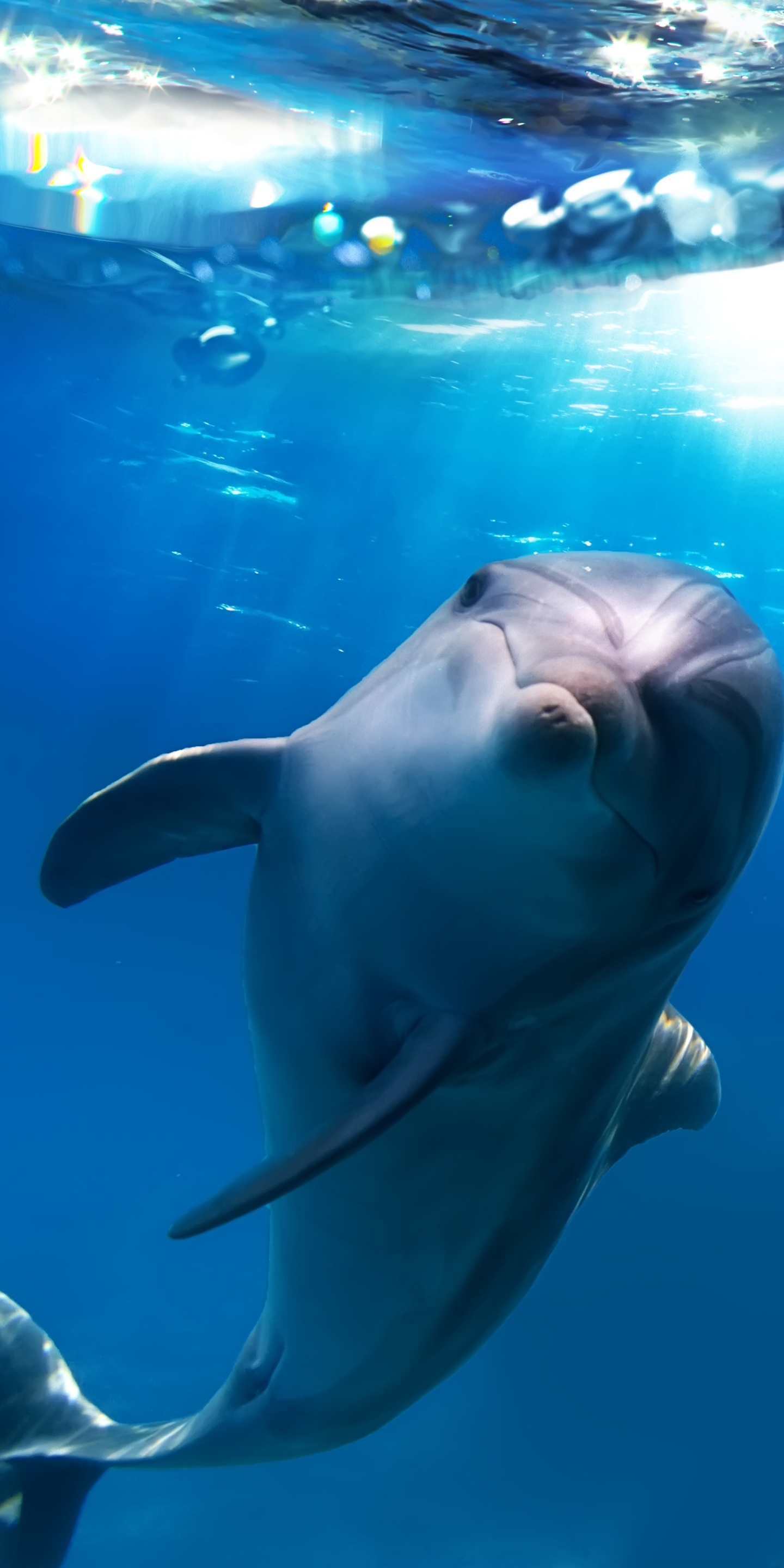 Download mobile wallpaper Animal, Dolphin for free.