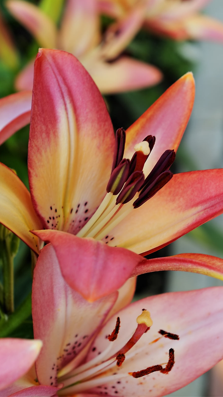 Descarga gratuita de fondo de pantalla para móvil de Flores, Flor, Lirio, Tierra/naturaleza.