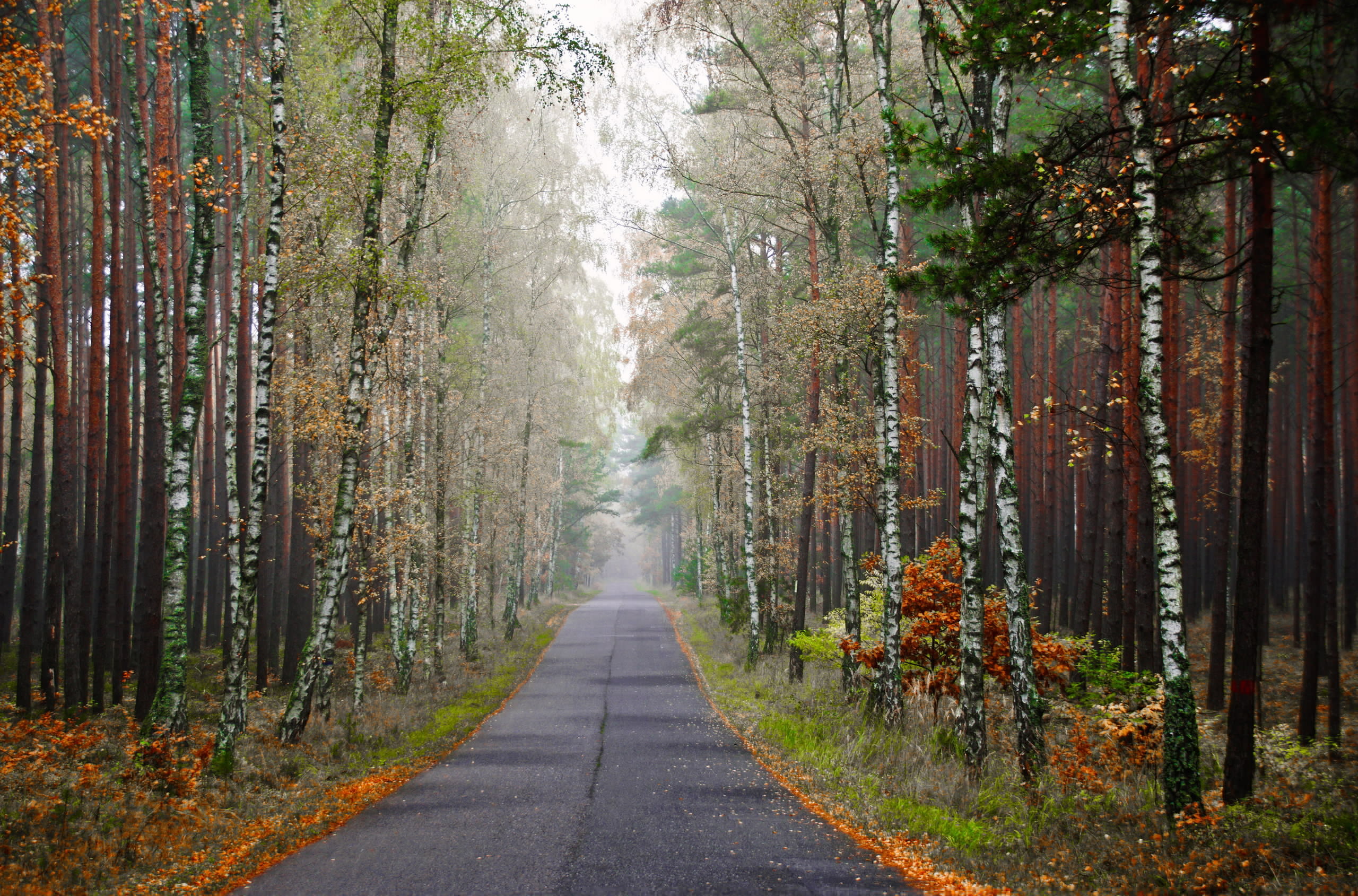 Download mobile wallpaper Road, Forest, Birch, Man Made for free.