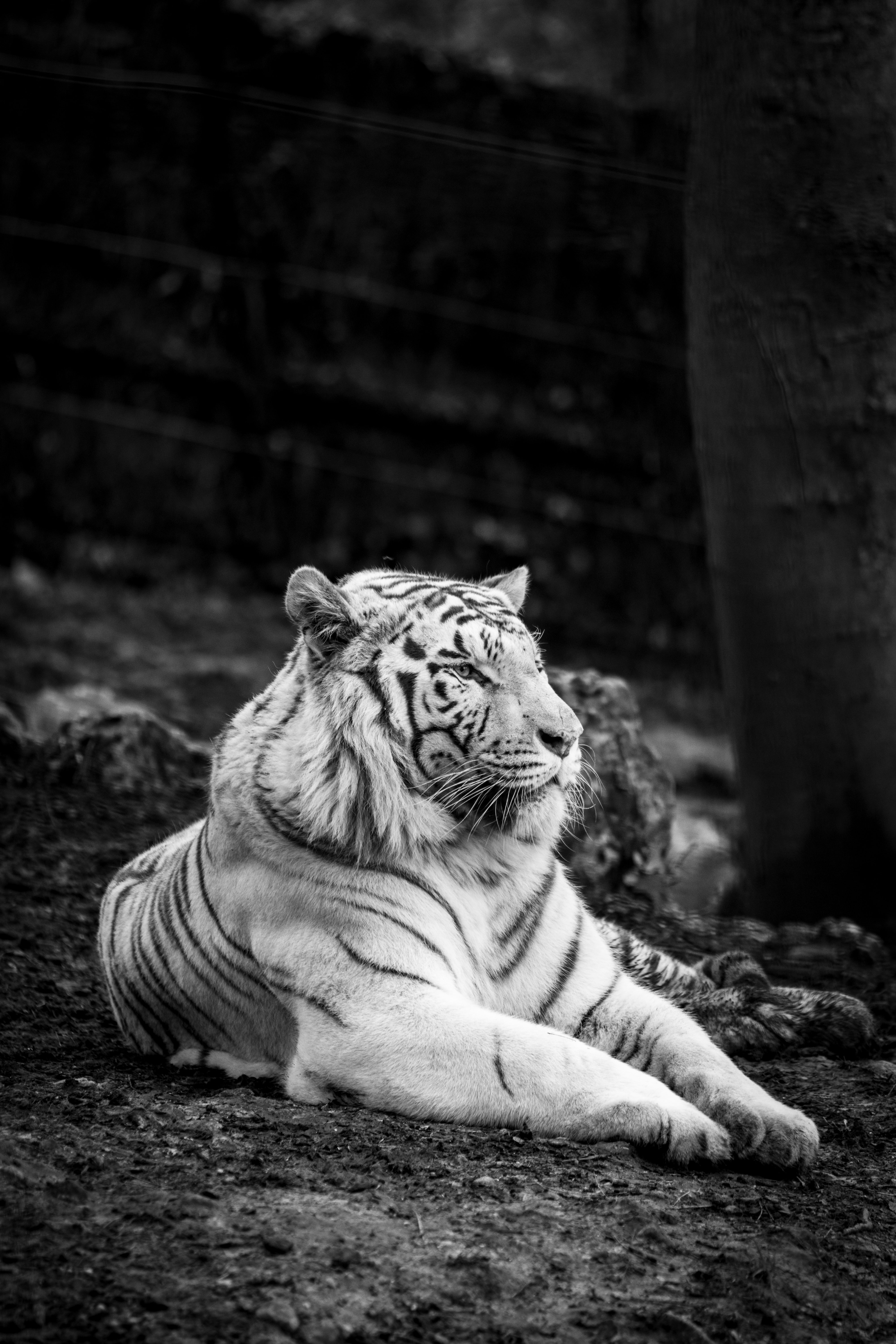 94853 Bild herunterladen tiere, raubtier, predator, bw, chb, tiger, bengalischer tiger, bengaltiger - Hintergrundbilder und Bildschirmschoner kostenlos