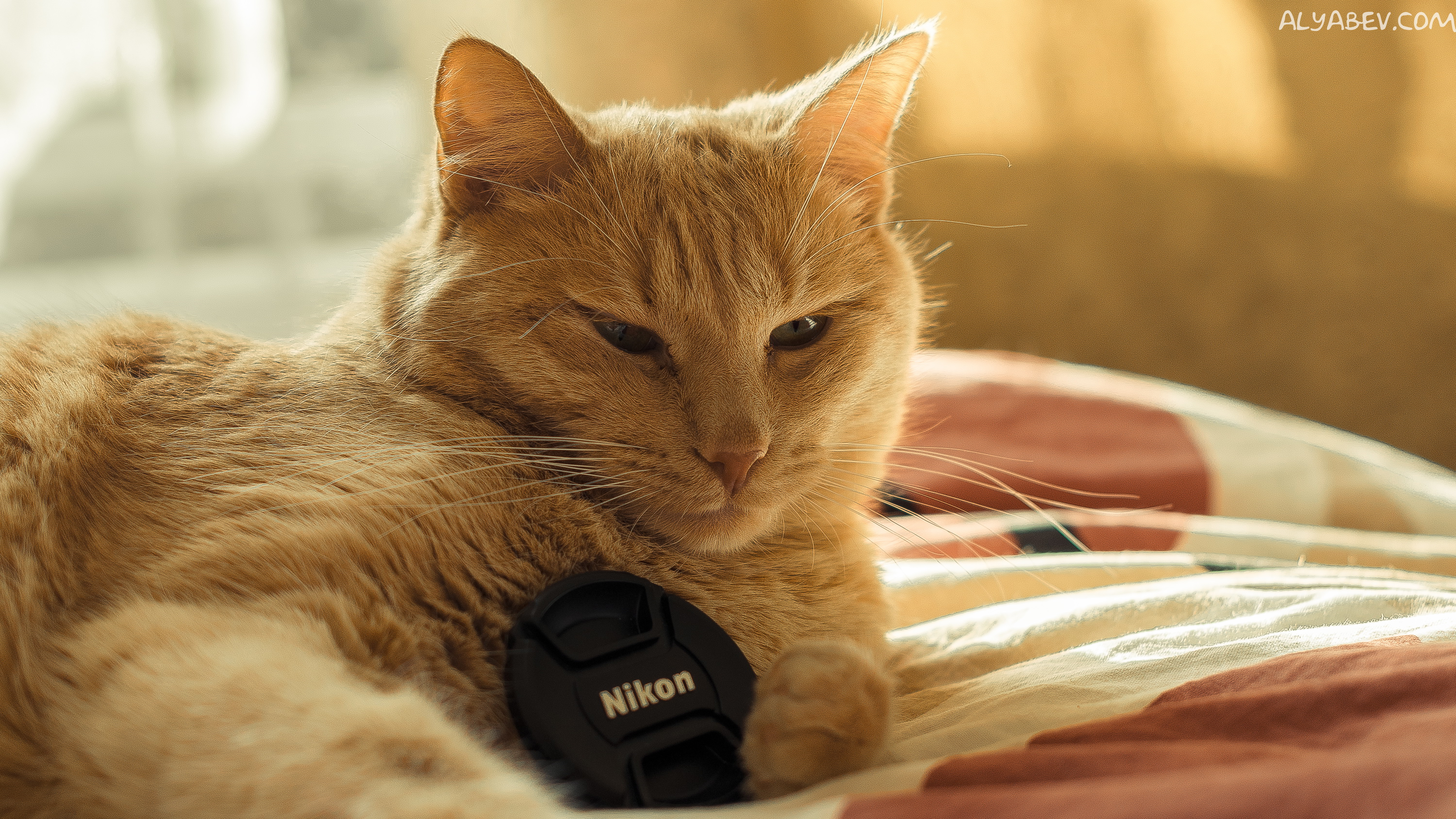 Baixe gratuitamente a imagem Animais, Gatos, Gato na área de trabalho do seu PC