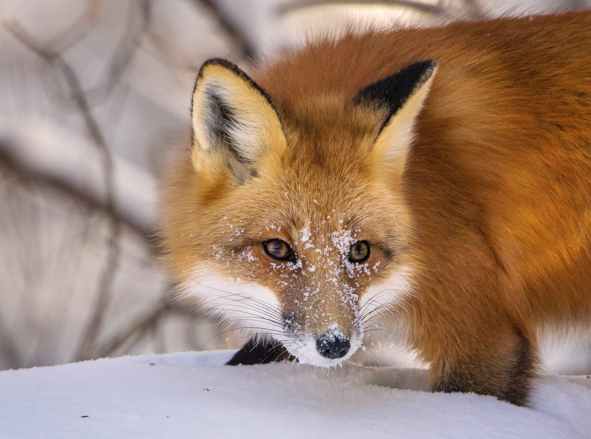 Descarga gratuita de fondo de pantalla para móvil de Animales, Nieve, Zorro.