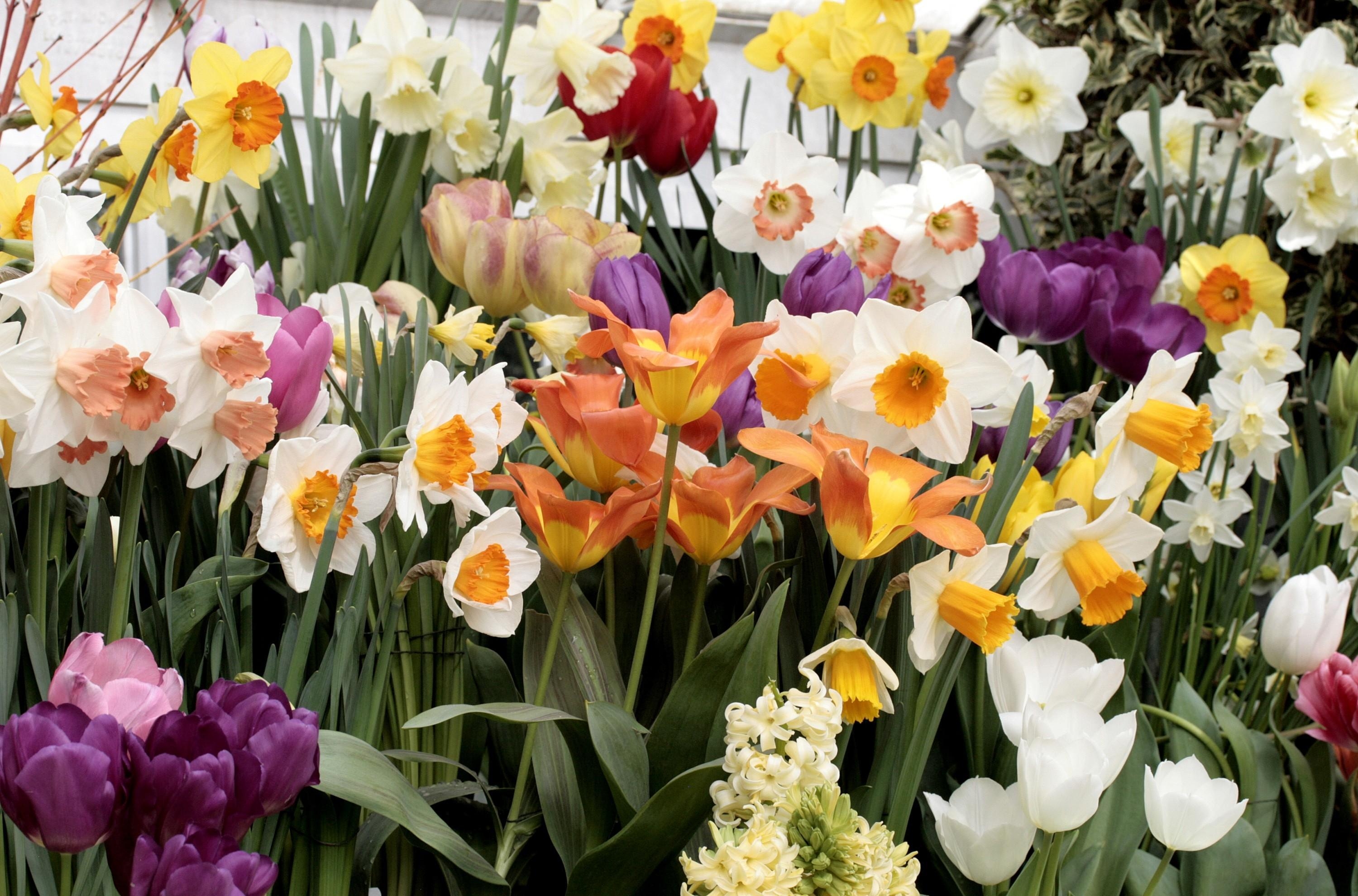 flowers, tulips, narcissussi, hyacinth, flower bed, flowerbed, lots of, multitude QHD