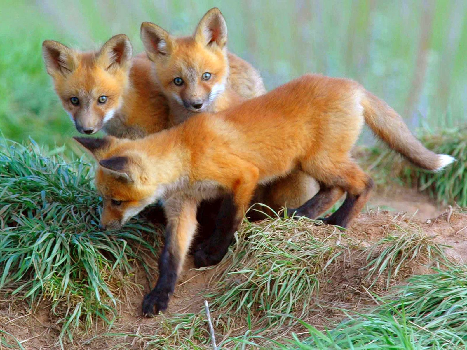 116077 Bild herunterladen jungen, tiere, fox, ein fuchs, fuchs, jung, neugierde, neugier, fuchsbabys, lisita - Hintergrundbilder und Bildschirmschoner kostenlos