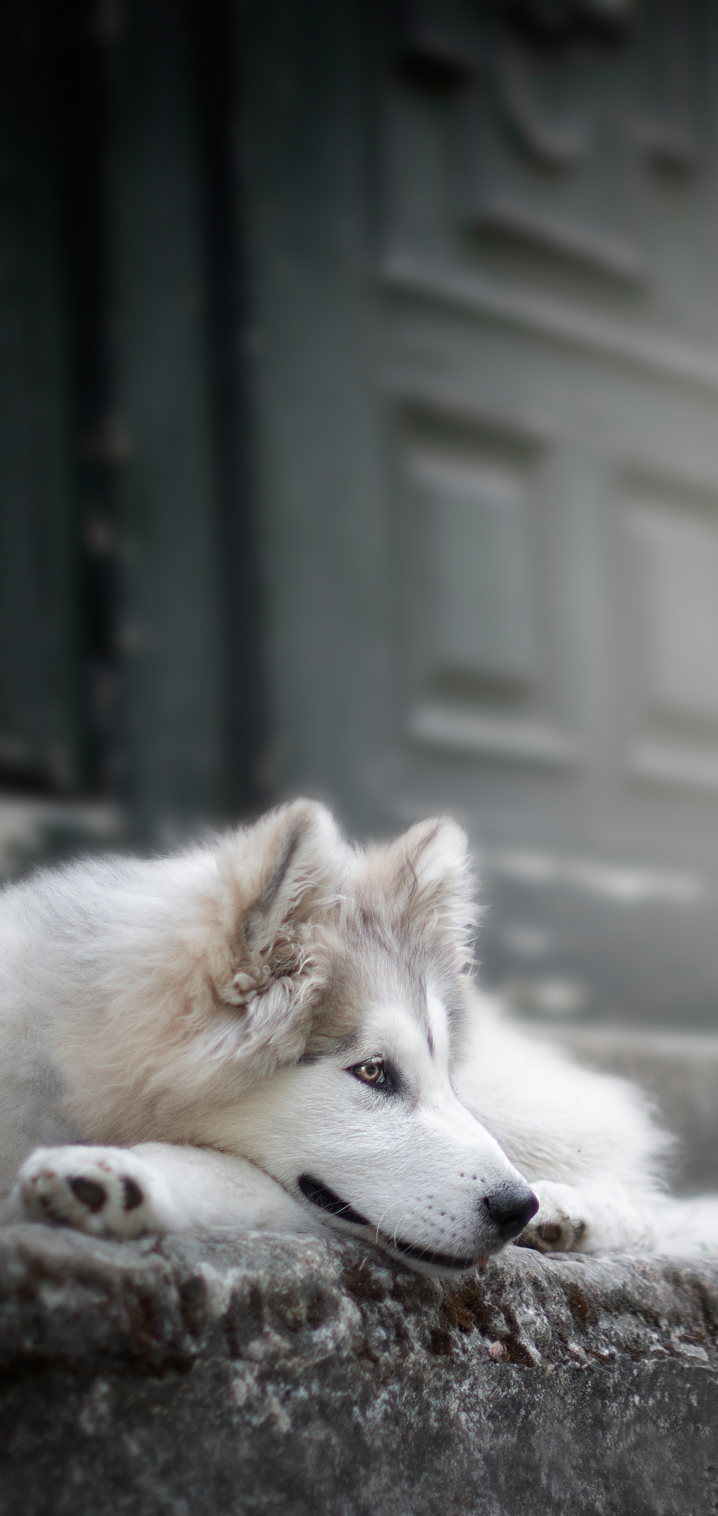 Download mobile wallpaper Dogs, Dog, Animal, Siberian Husky for free.