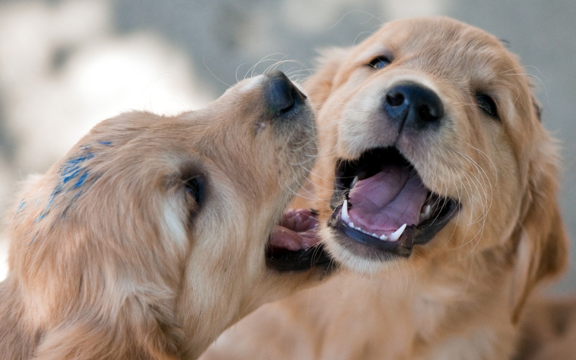 無料モバイル壁紙犬, 動物をダウンロードします。