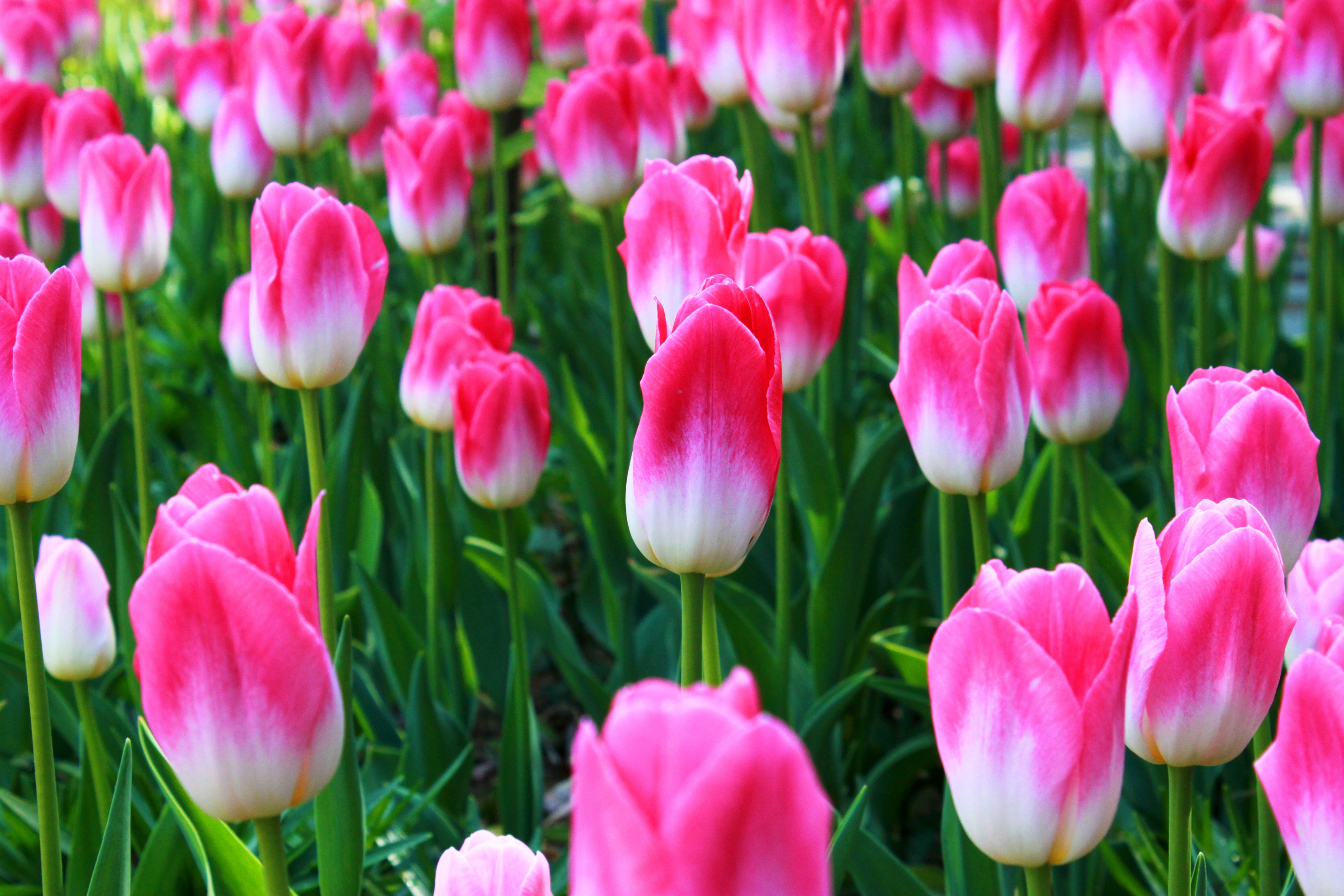 Download mobile wallpaper Tulip, Flowers, Earth for free.