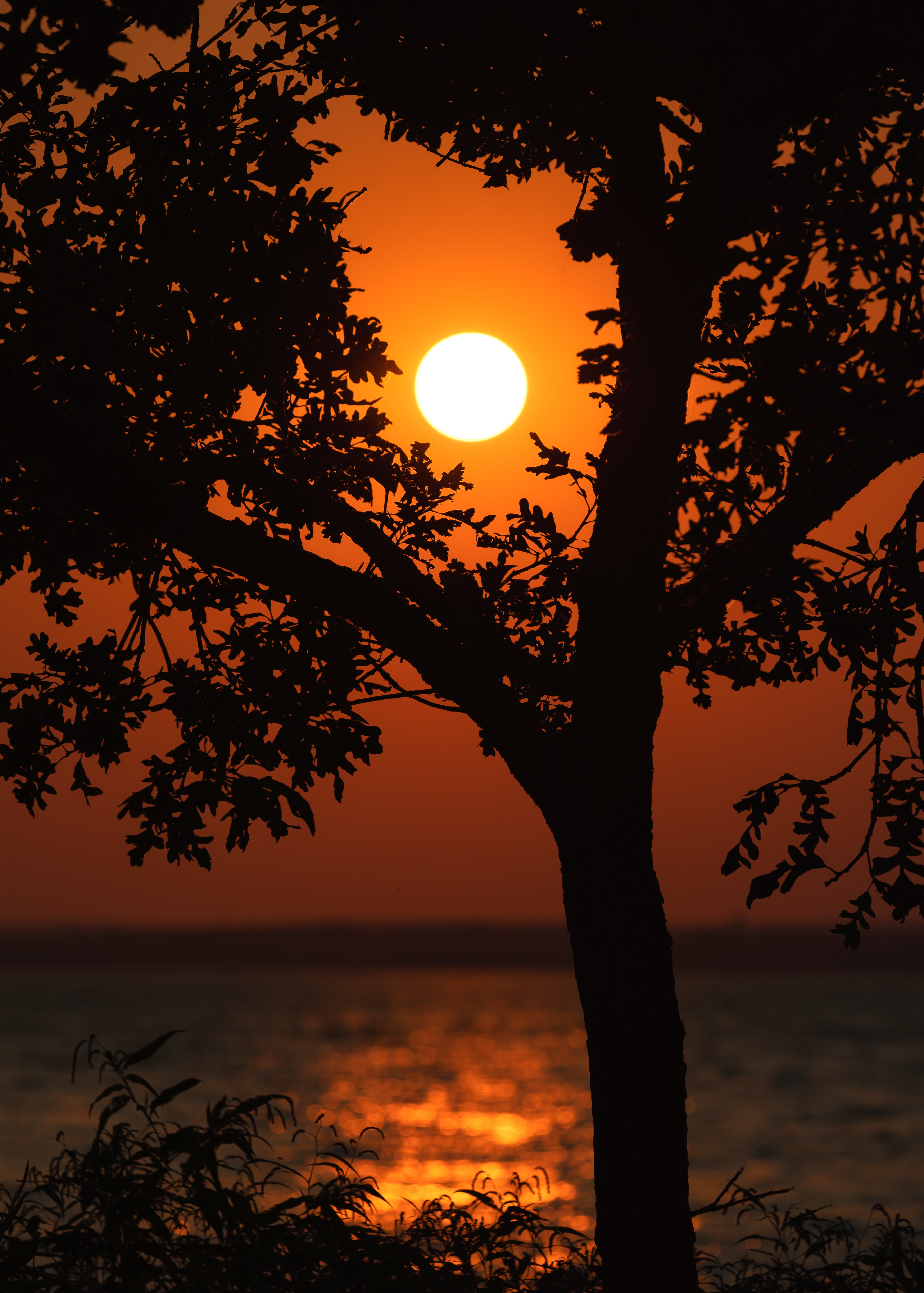 Download mobile wallpaper Branches, Sunset, Trees, Glare, Water, Dark for free.