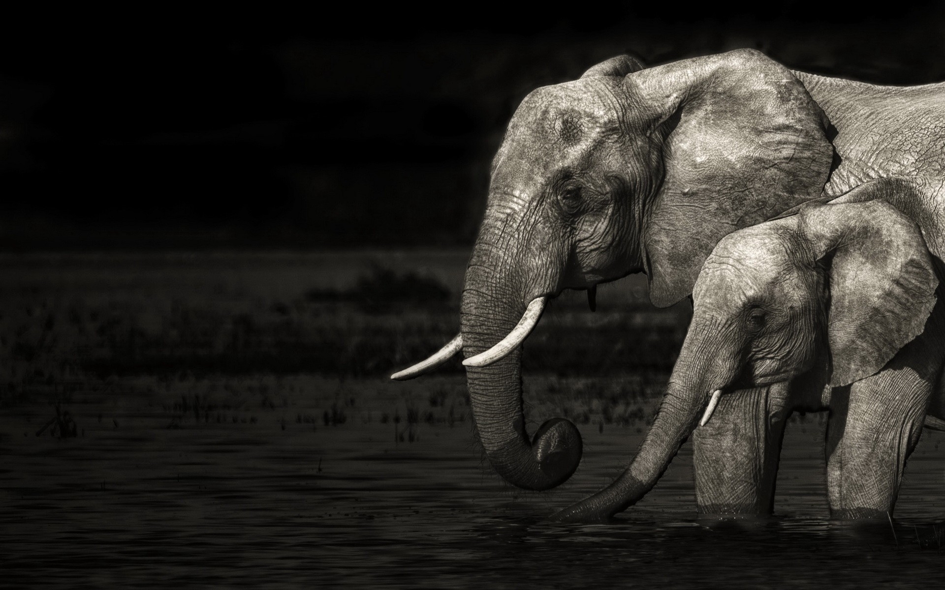 elephants, african bush elephant, animal Full HD