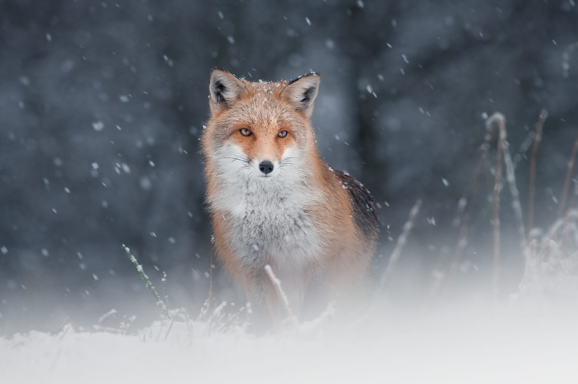 Free download wallpaper Fox, Animal, Snowfall on your PC desktop