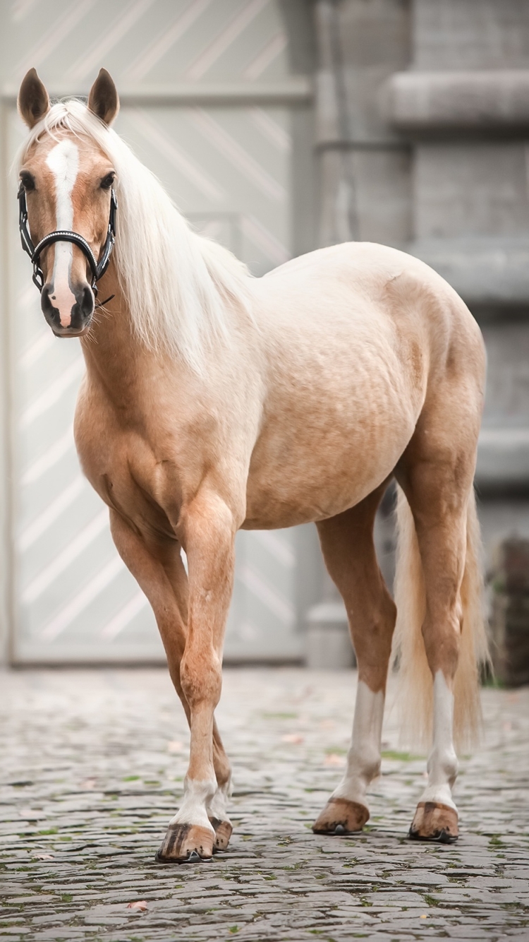 Descarga gratuita de fondo de pantalla para móvil de Animales, Caballo.