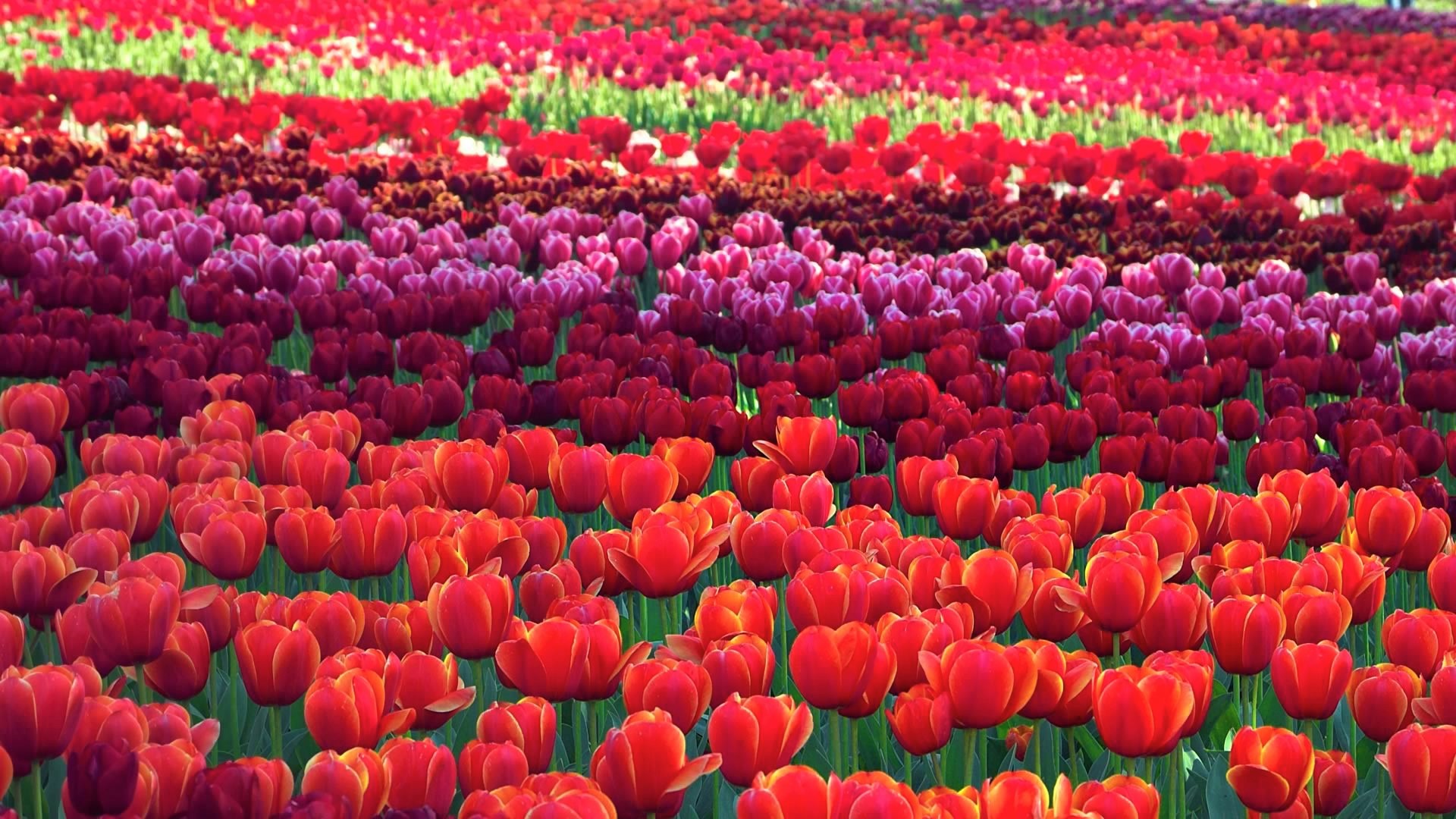 Download mobile wallpaper Flowers, Flower, Earth, Colorful, Tulip, Purple Flower, Red Flower for free.