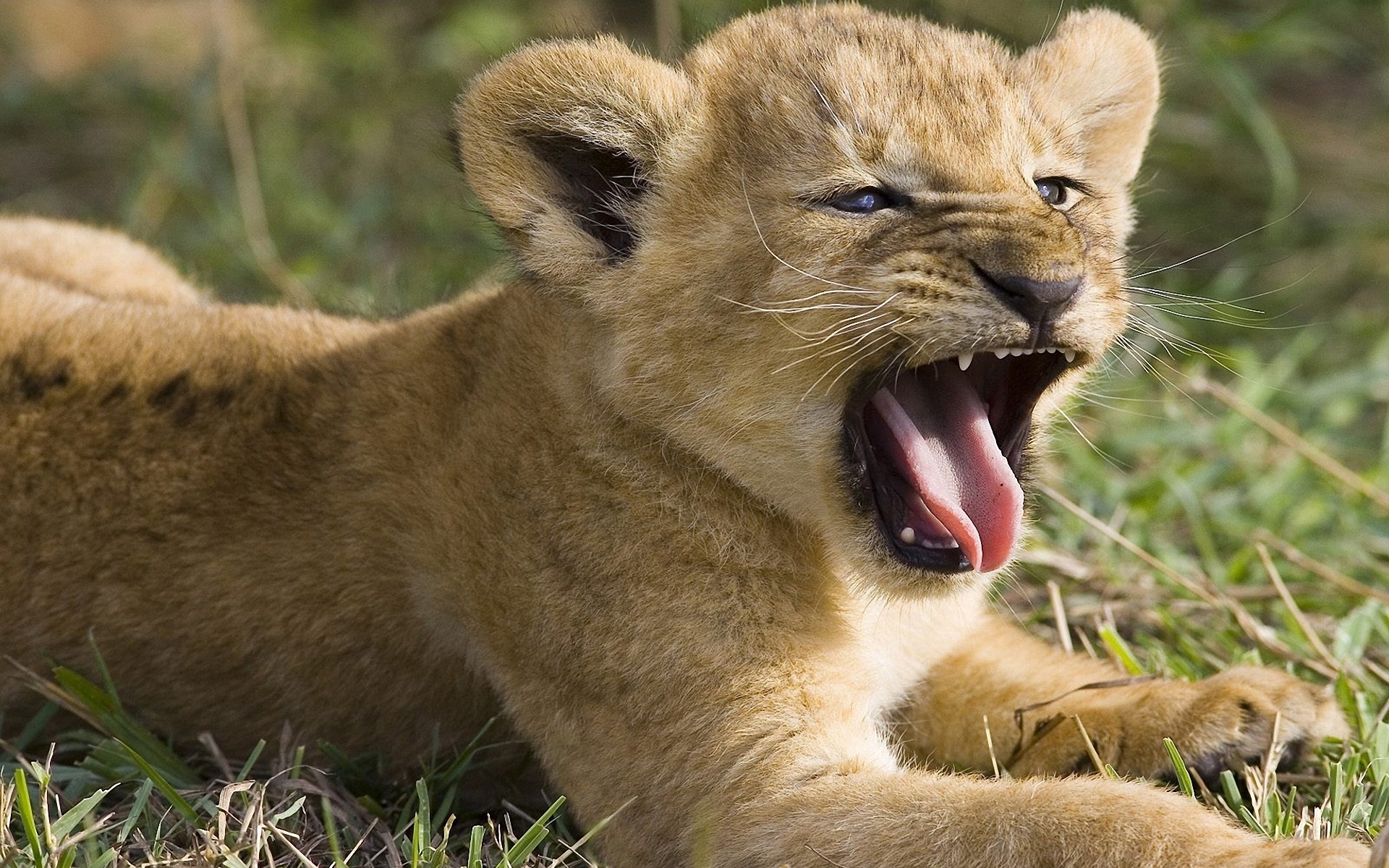38145 descargar imagen animales, leones: fondos de pantalla y protectores de pantalla gratis