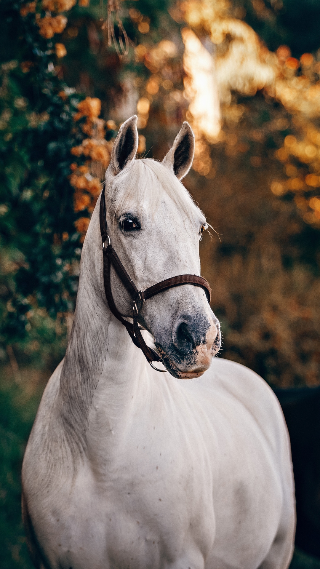 Descarga gratuita de fondo de pantalla para móvil de Animales, Caballo.