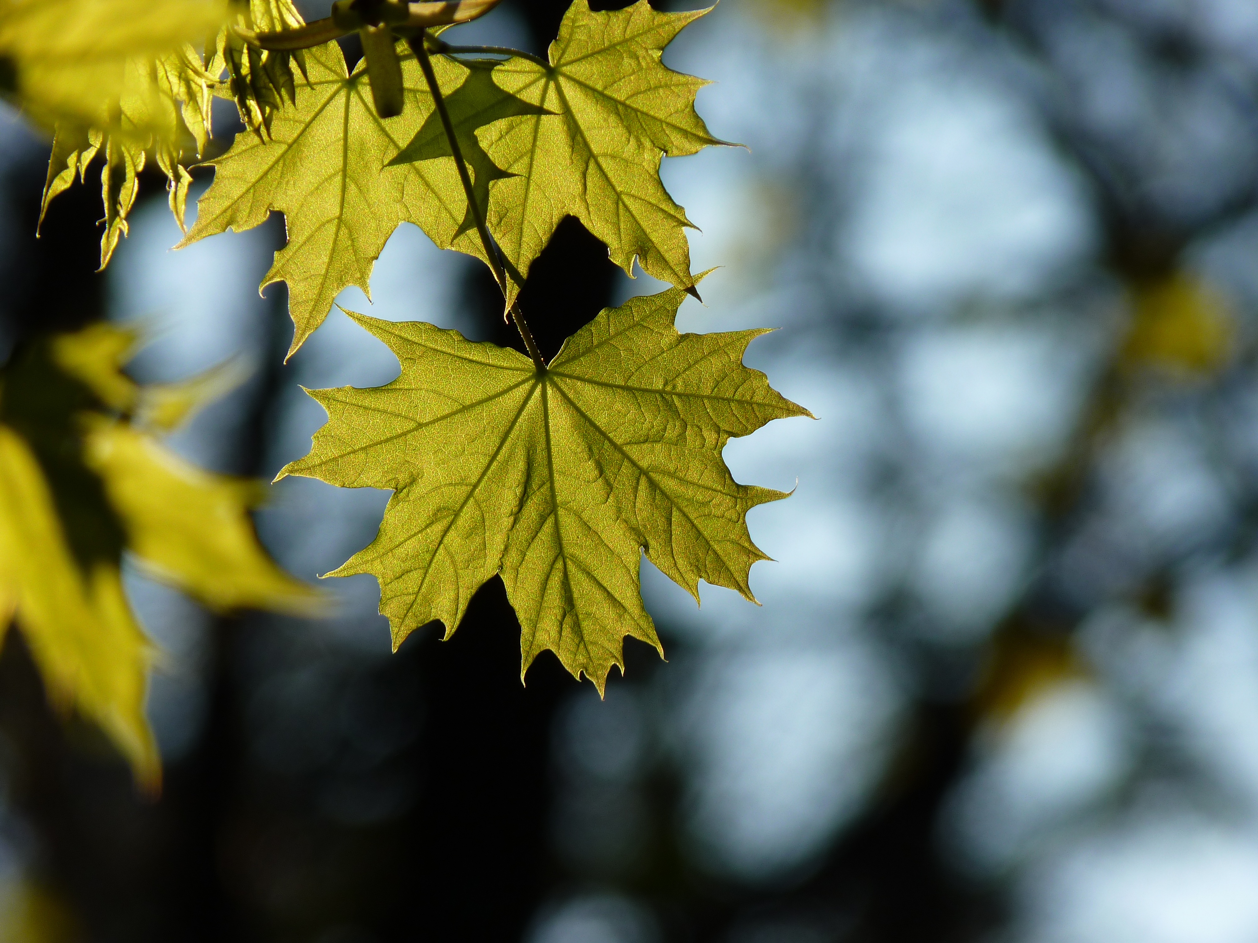 nature, blur, smooth, sheet, leaf, maple