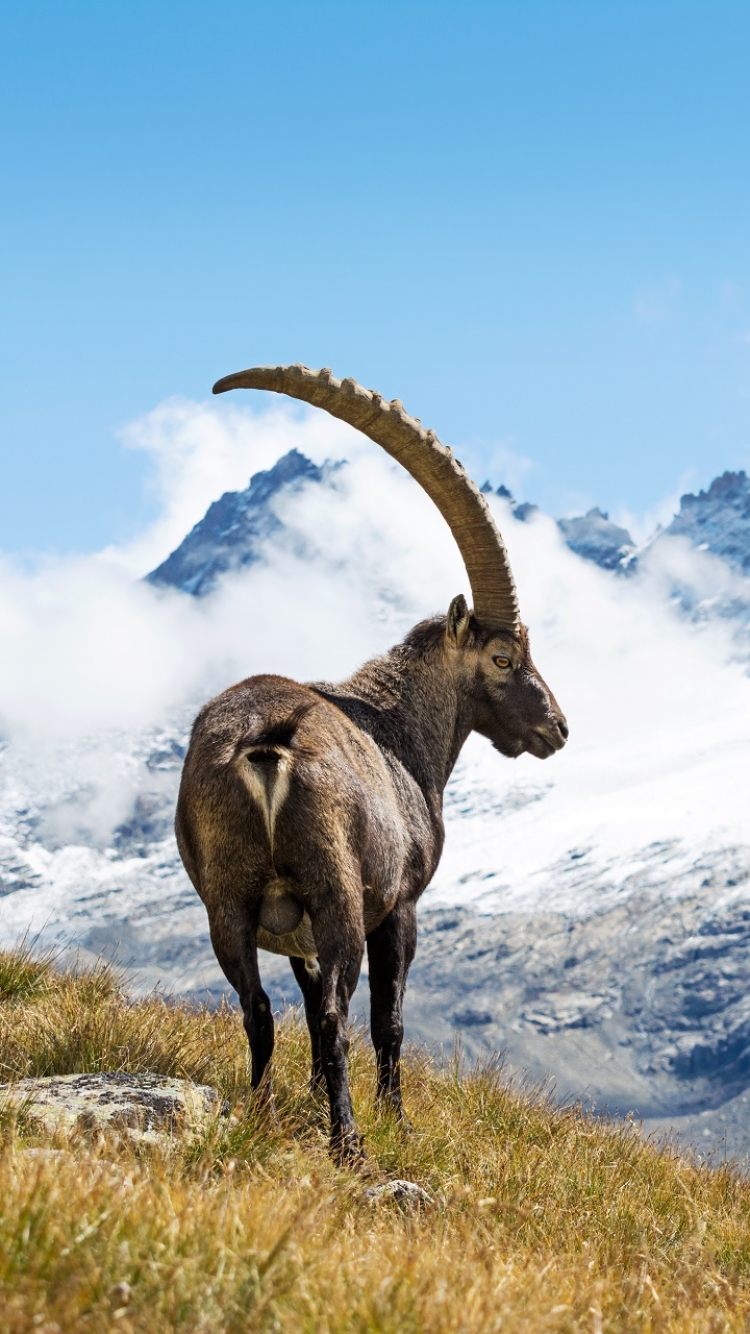 1345066 скачать обои животные, альпийский козерог, гора - заставки и картинки бесплатно