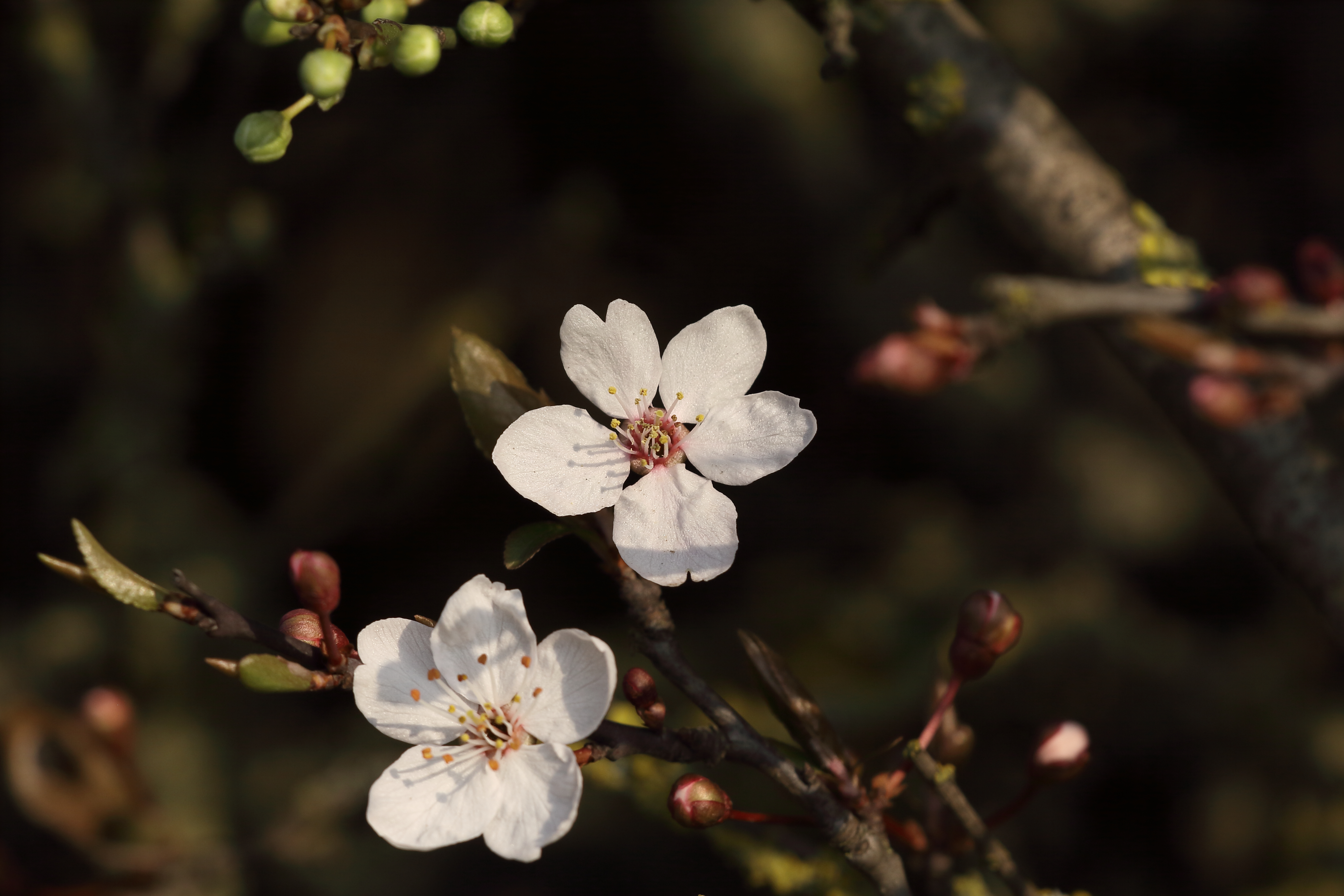 Free download wallpaper Flowers, Macro, Branches, Cherry on your PC desktop