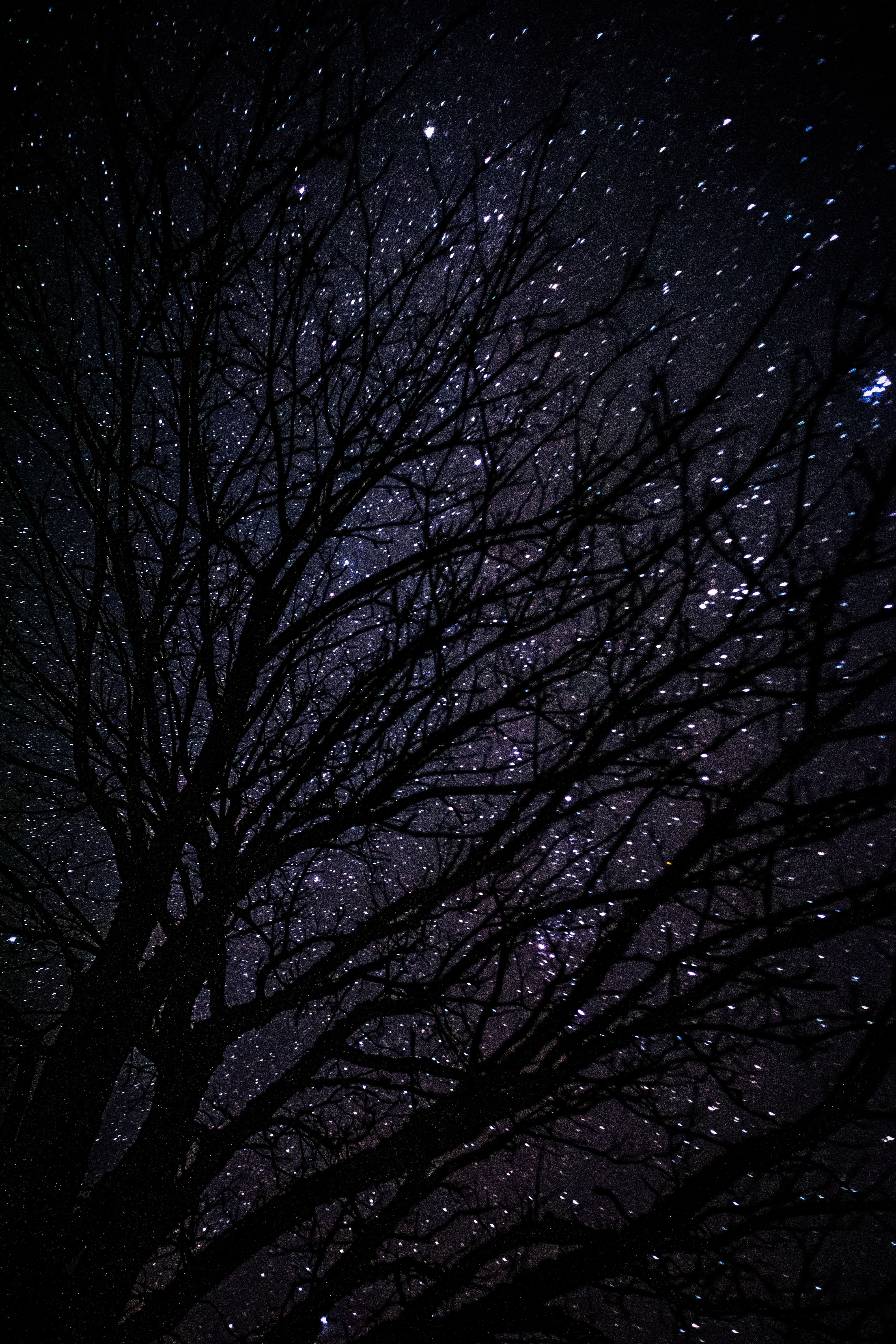 wood, dark, night, tree, starry sky Full HD
