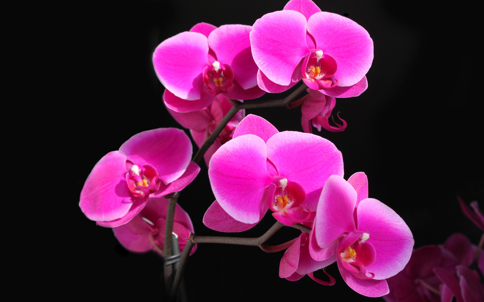 Handy-Wallpaper Blume, Orchidee, Erde/natur kostenlos herunterladen.