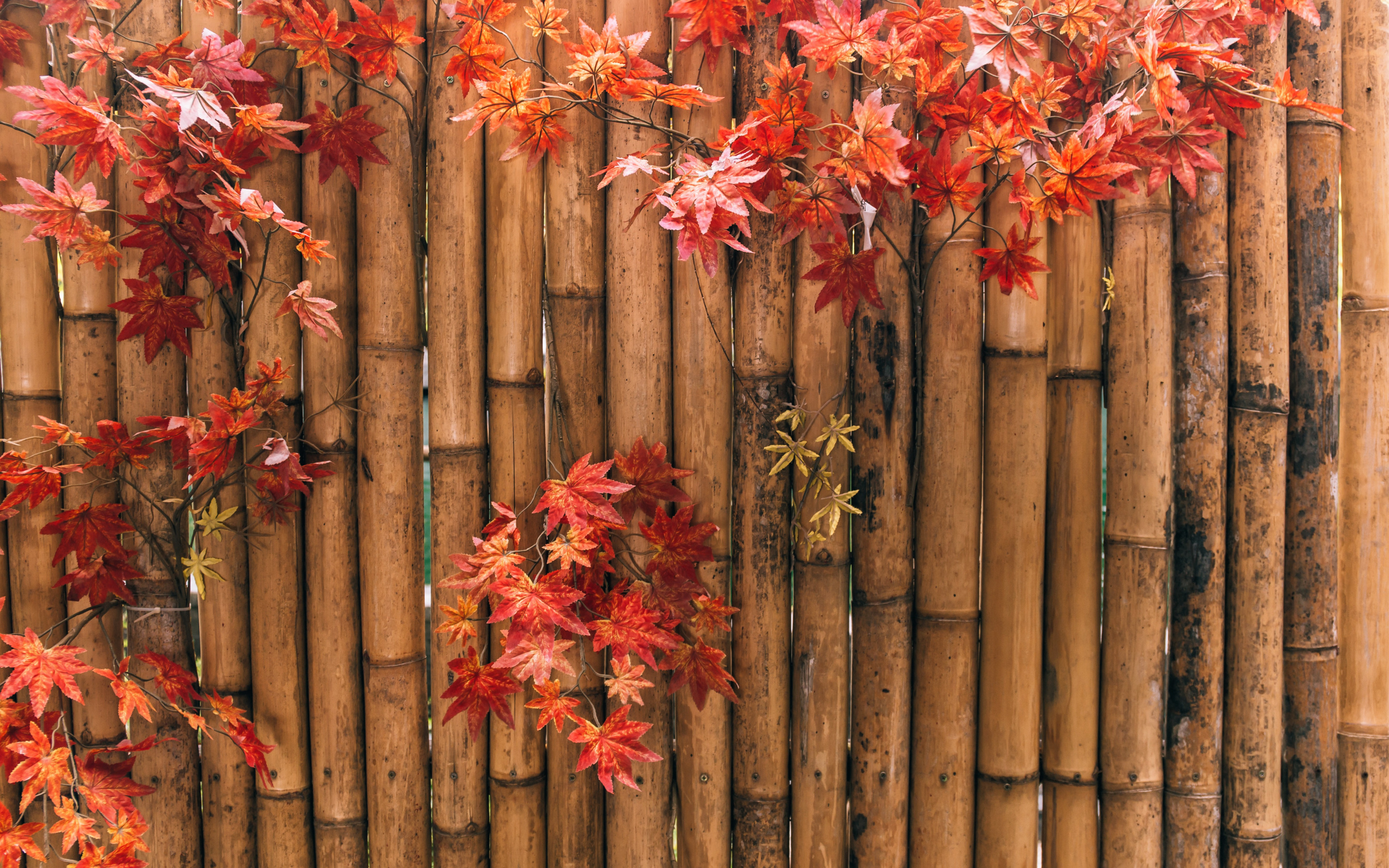 Handy-Wallpaper Herbst, Zaun, Bambus, Ahornblatt, Menschengemacht kostenlos herunterladen.