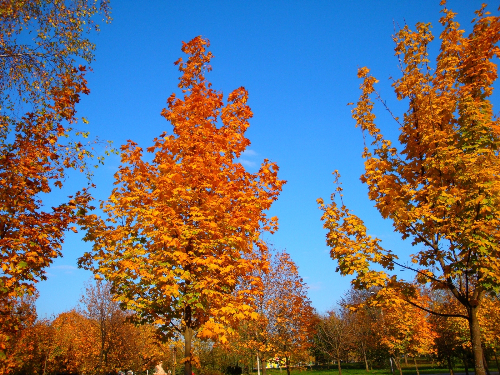 Free download wallpaper Trees, Landscape, Autumn on your PC desktop