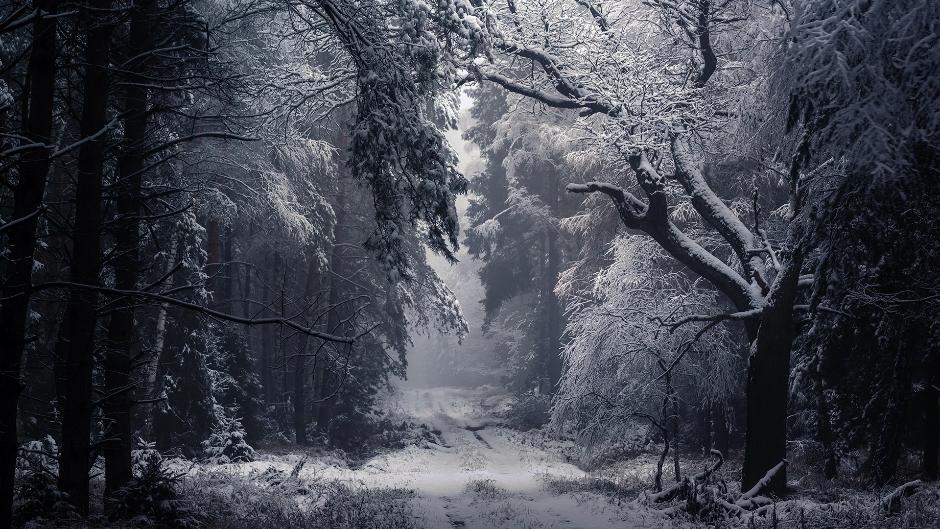 Téléchargez des papiers peints mobile Hiver, Chemin, Terre/nature gratuitement.