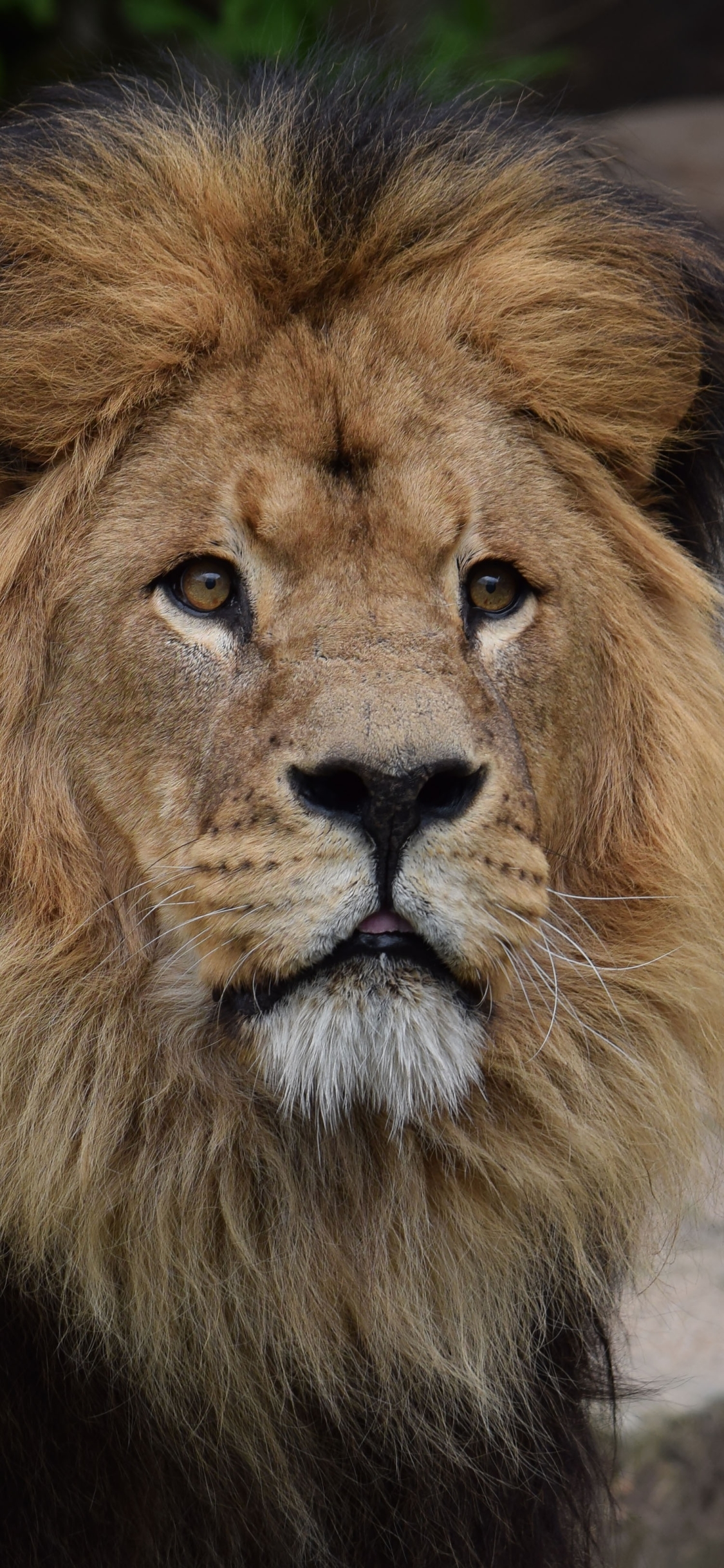 Téléchargez des papiers peints mobile Animaux, Chats, Lion gratuitement.