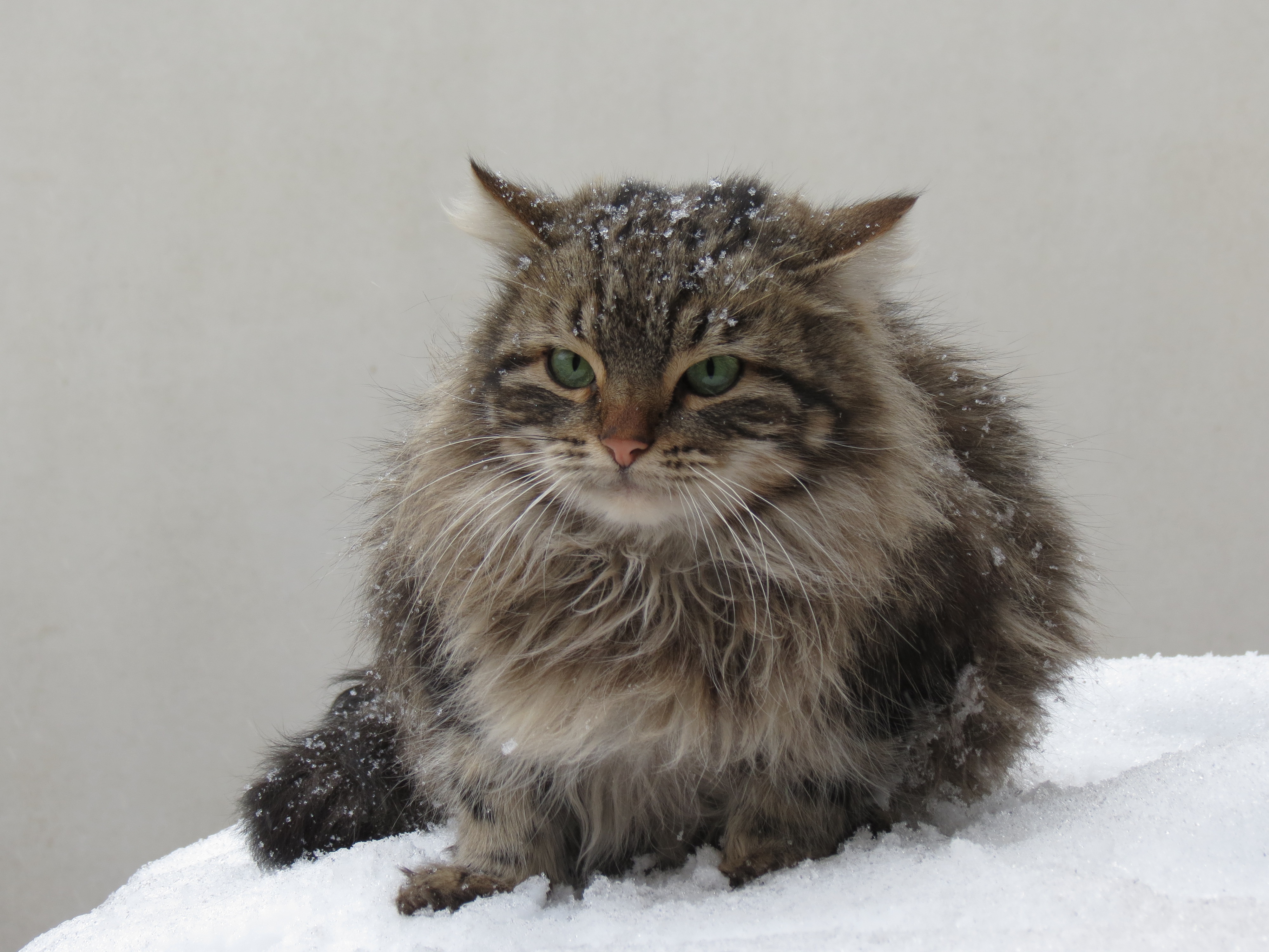 Laden Sie das Tiere, Katzen, Schnee, Katze-Bild kostenlos auf Ihren PC-Desktop herunter