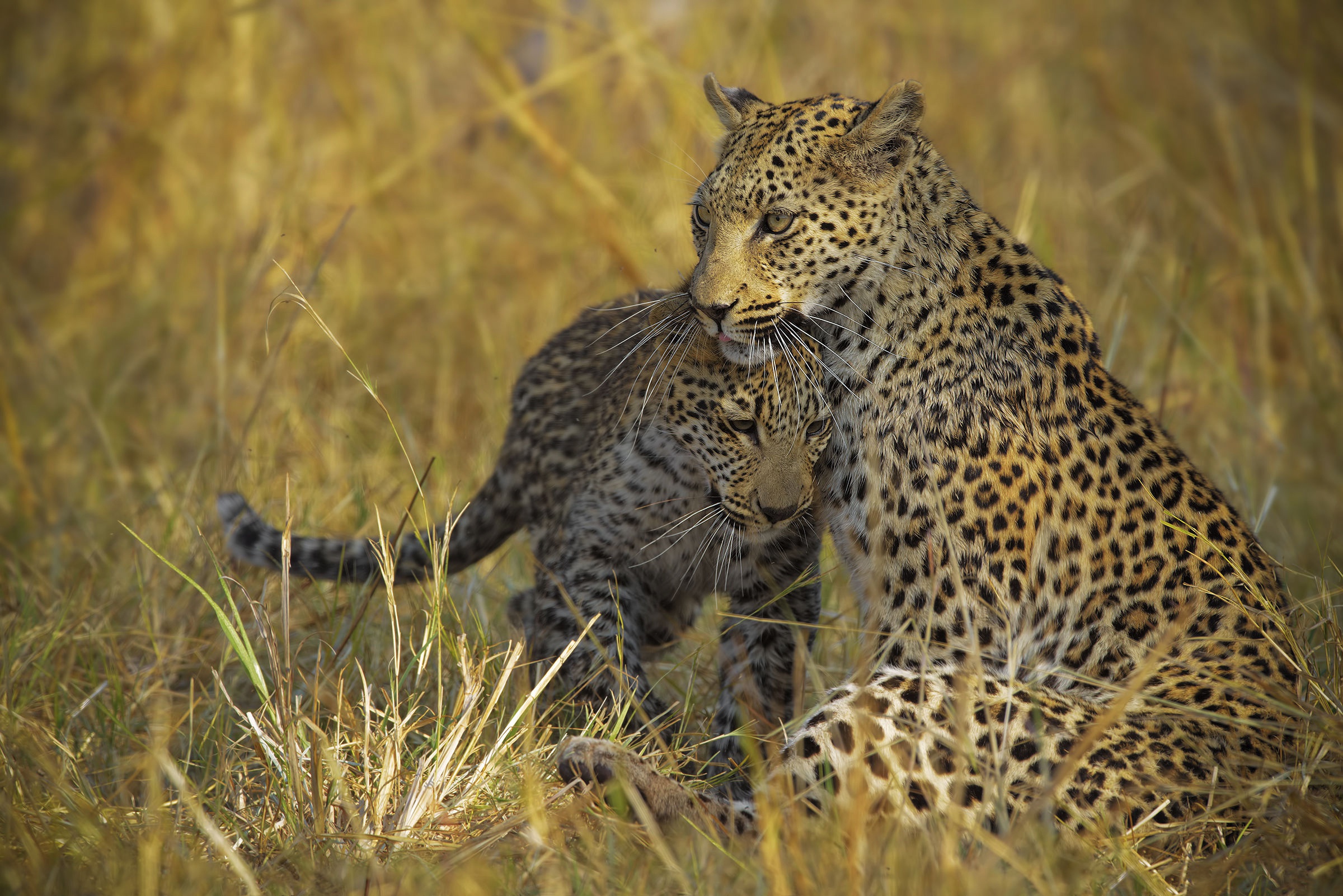 Descarga gratuita de fondo de pantalla para móvil de Animales, Gatos, Leopardo.