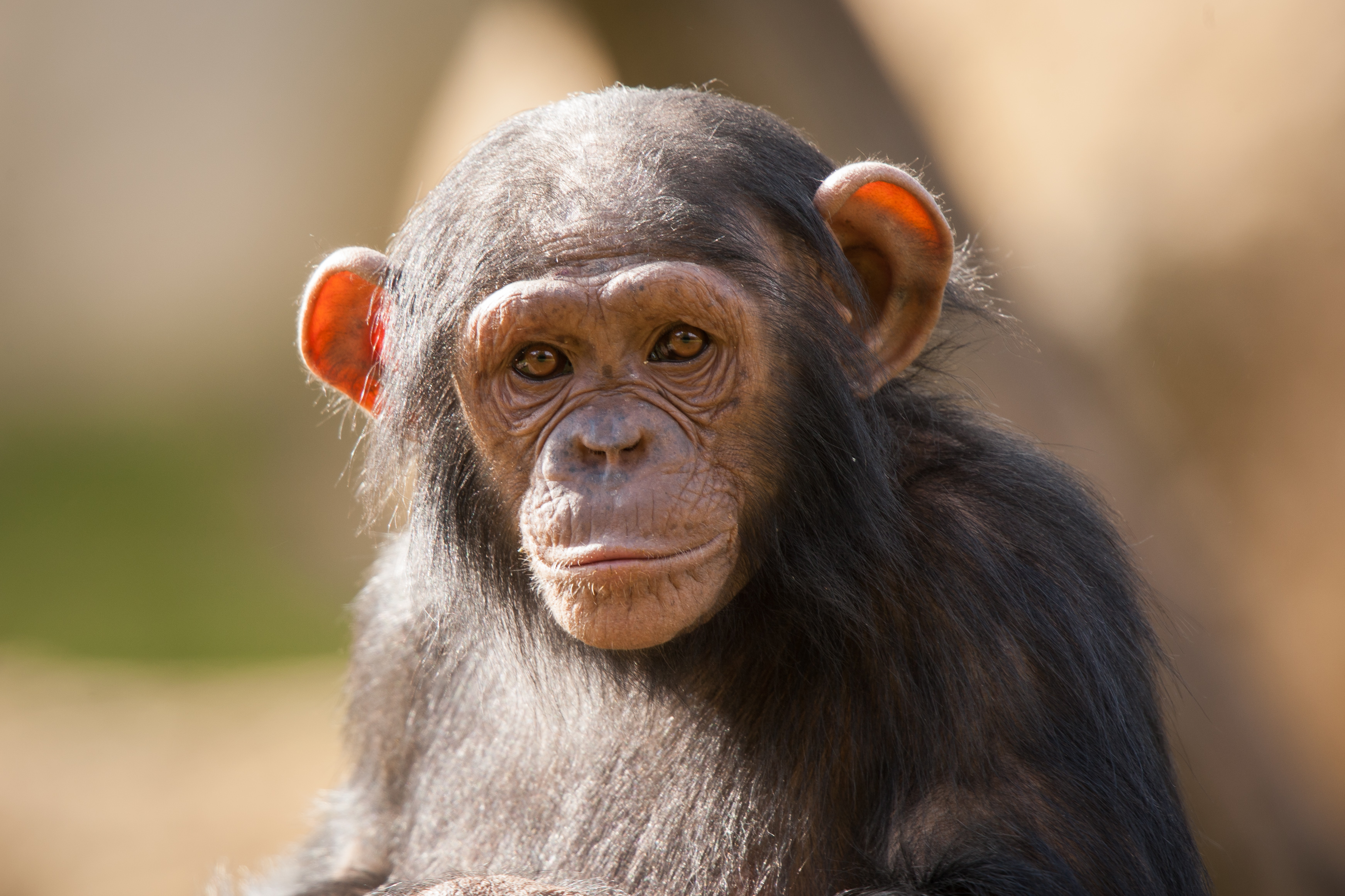 372985 descargar fondo de pantalla animales, chimpancé, mono, primate, monos: protectores de pantalla e imágenes gratis