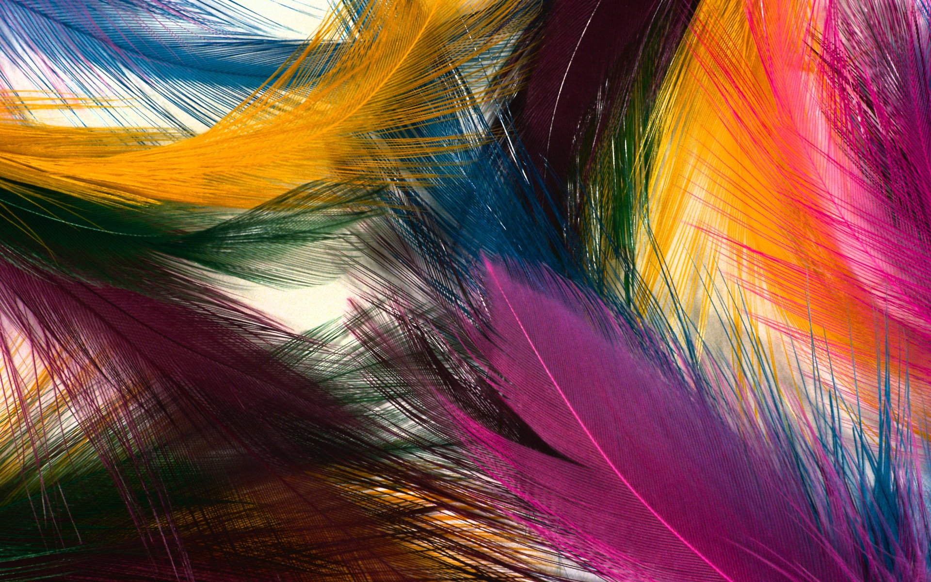 Download mobile wallpaper Feather, Close Up, Colors, Colorful, Photography for free.